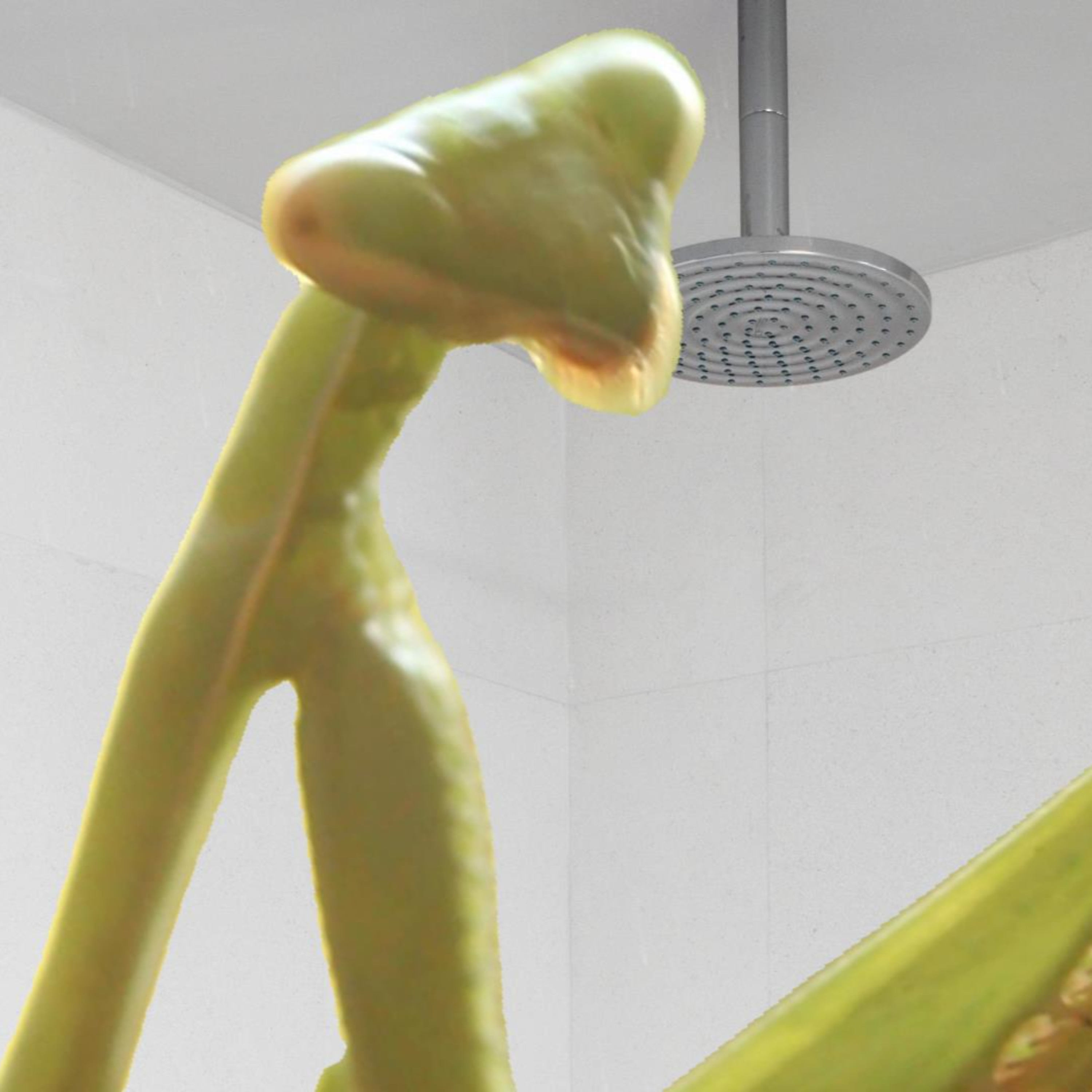 Man Finds Giant Mantis Alien in the Shower