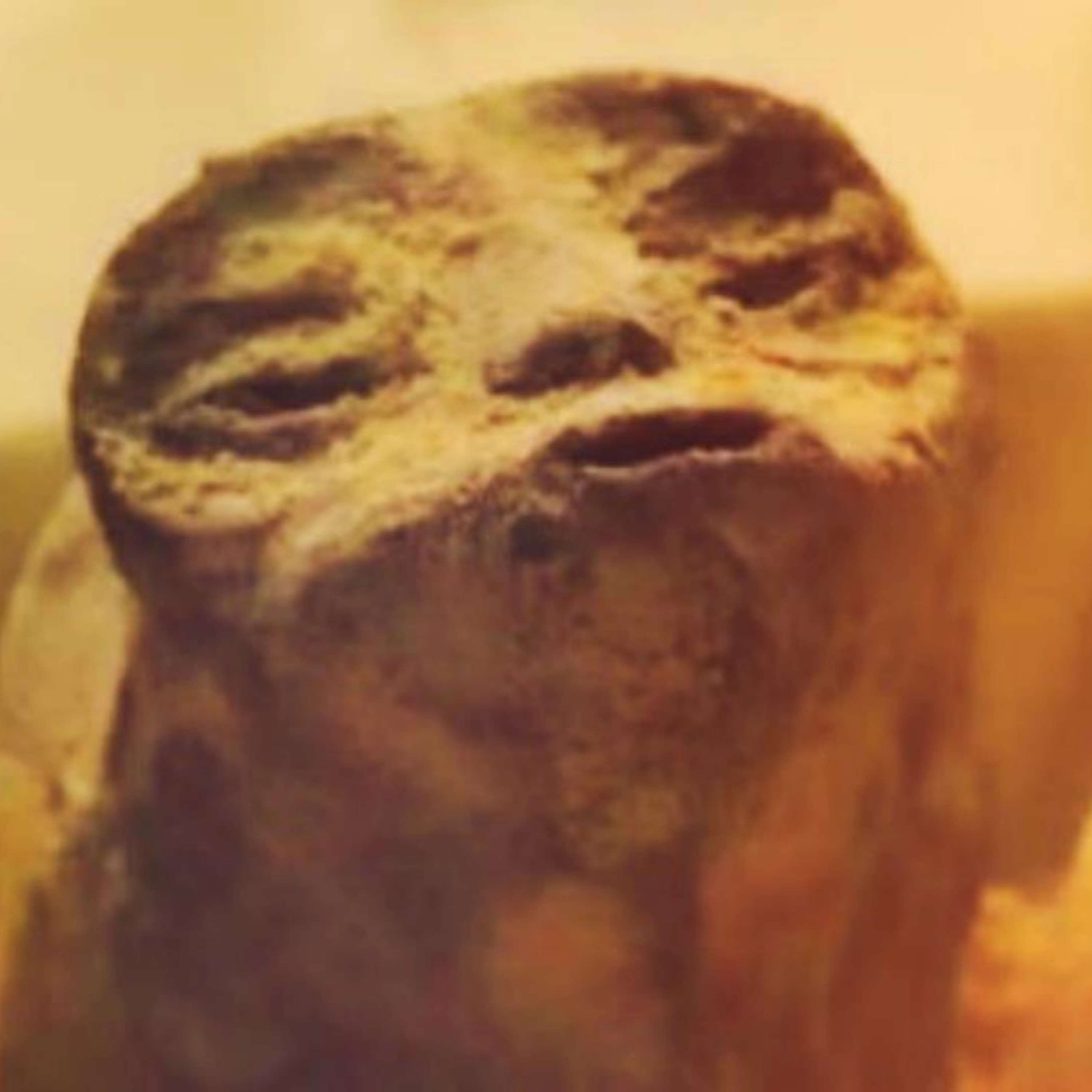 The Truth About the Alien Corpses Presented at the Mexico UFO Hearing