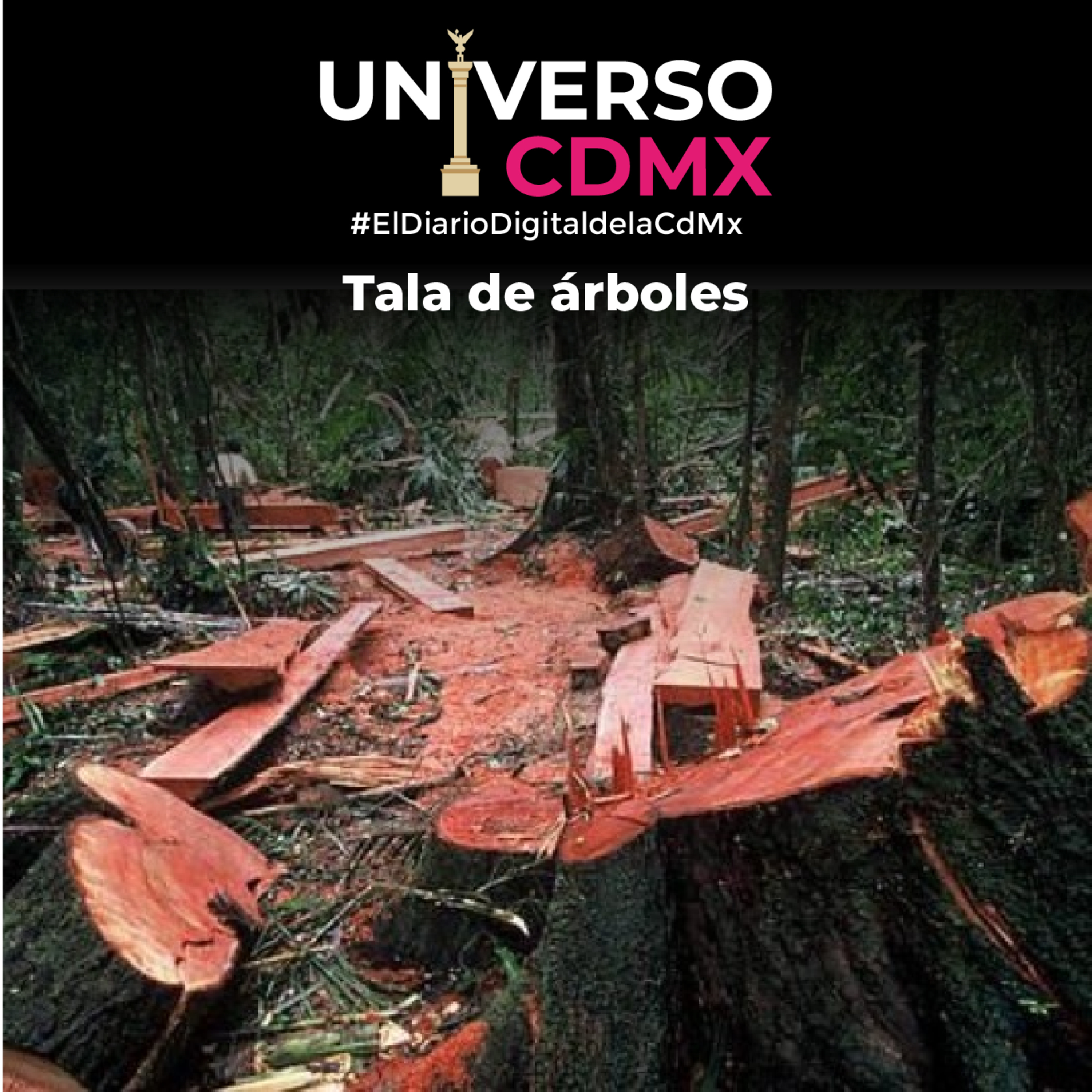 Universo CDMX: Tala de árboles episode artwork