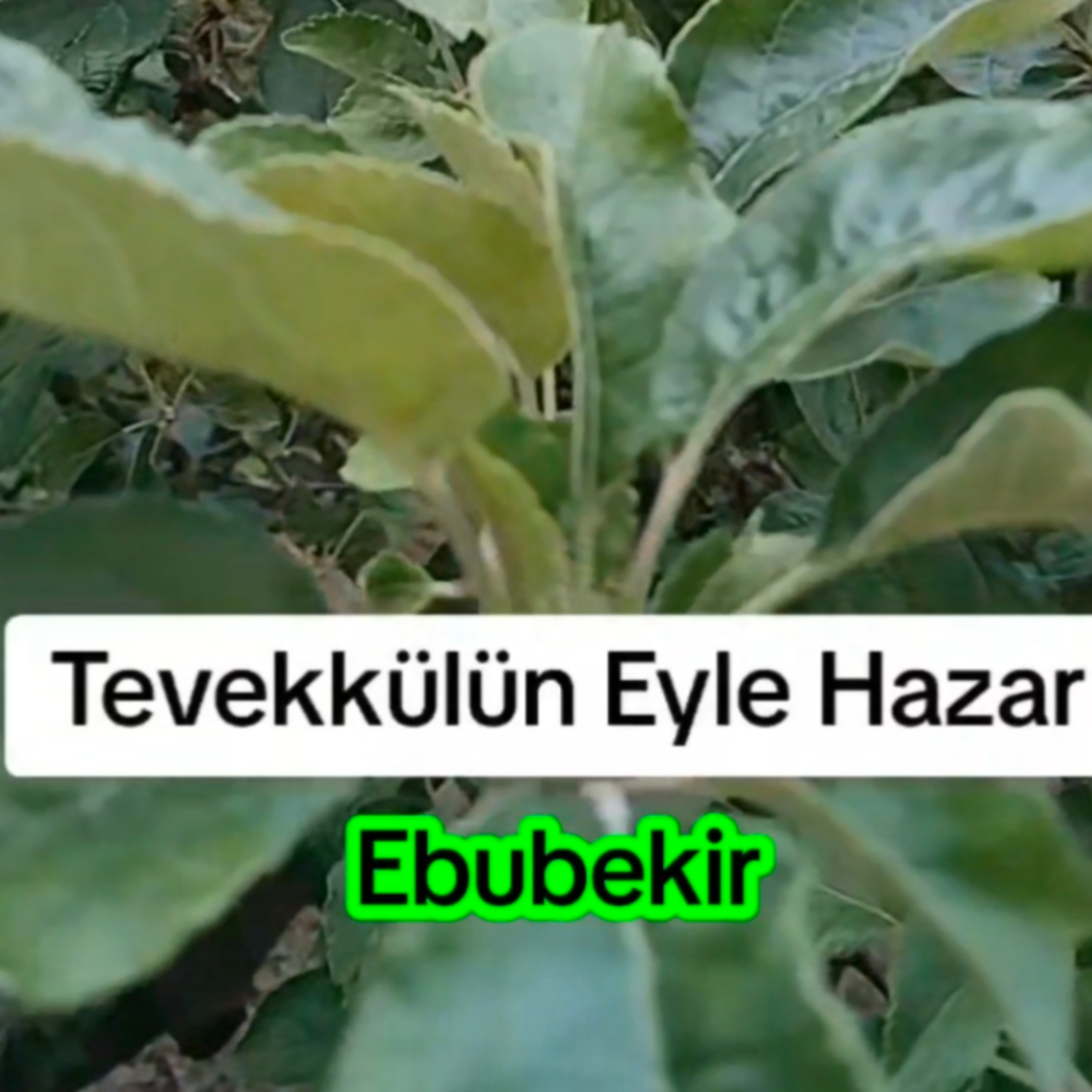 Mevla İle Eyle Pazar