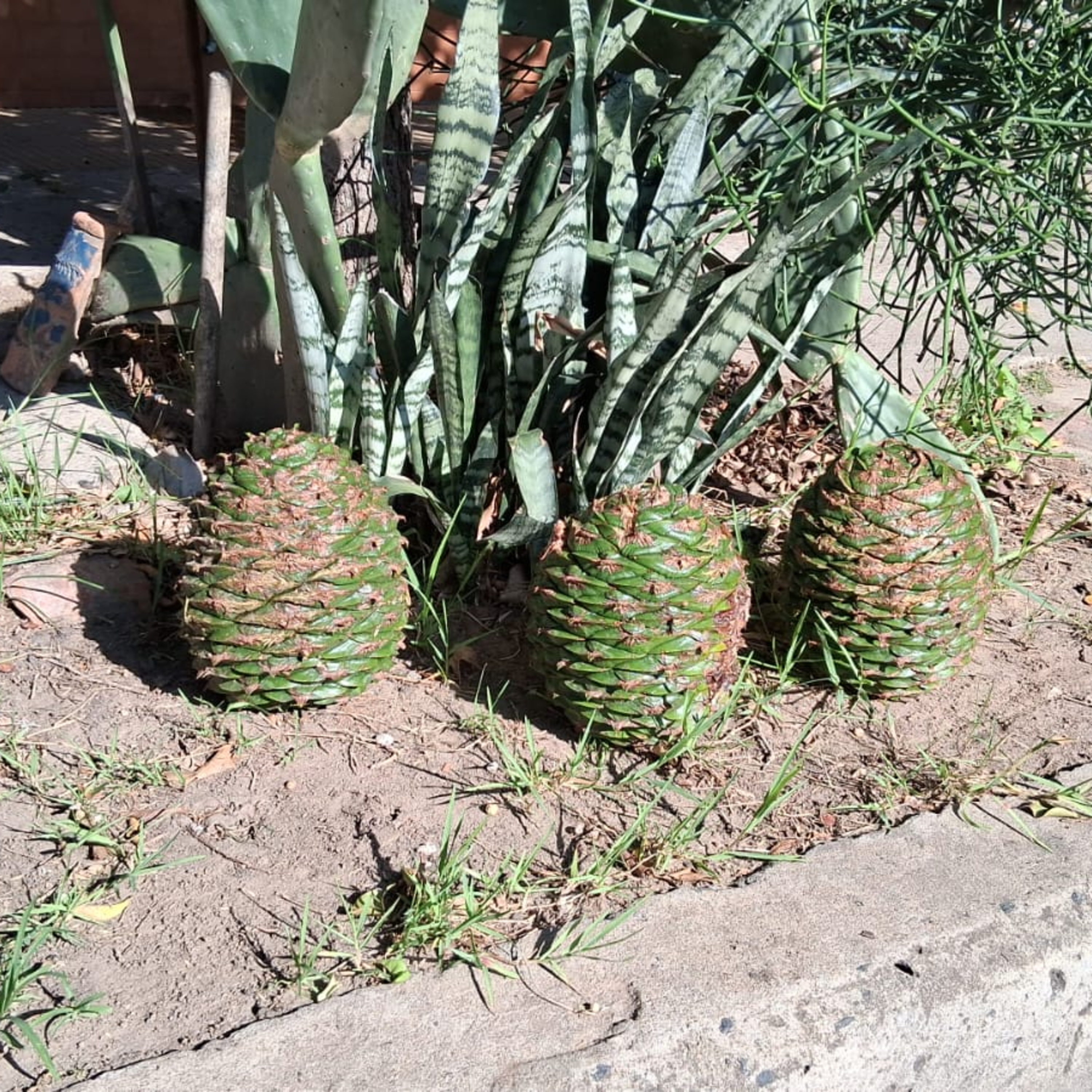 Vecinos de barrio Roma alertan por la caída de piñas gigantes desde pinos de más de 12 metros episode artwork