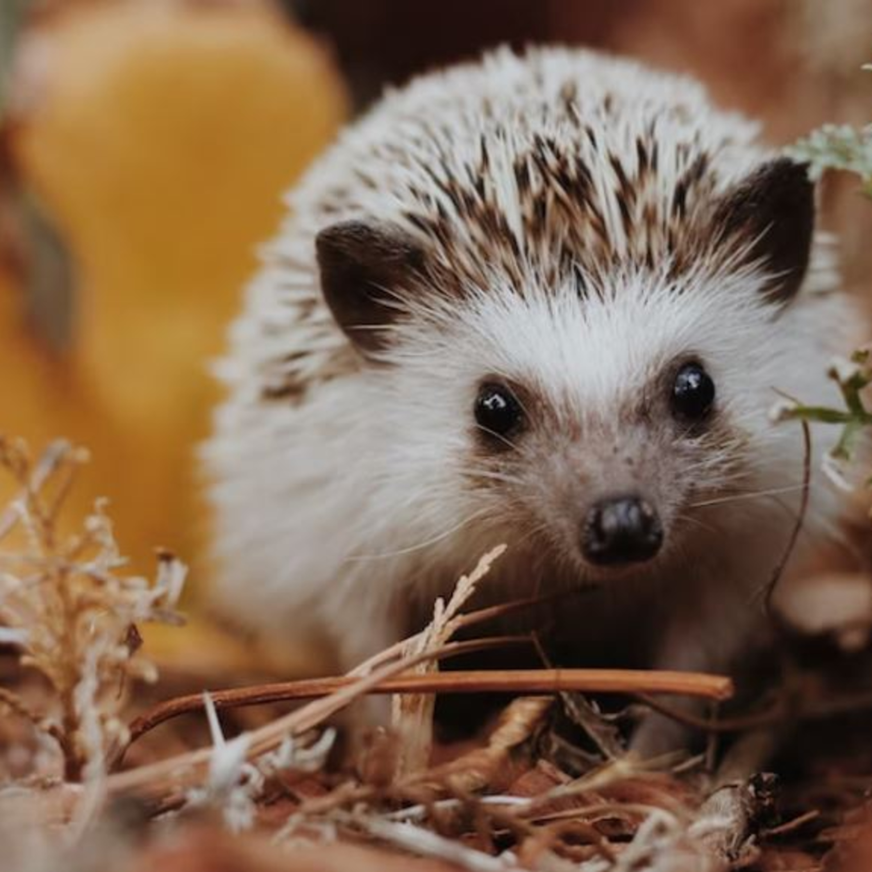 HEDGEHOGS and PEOPLE | JARO episode artwork