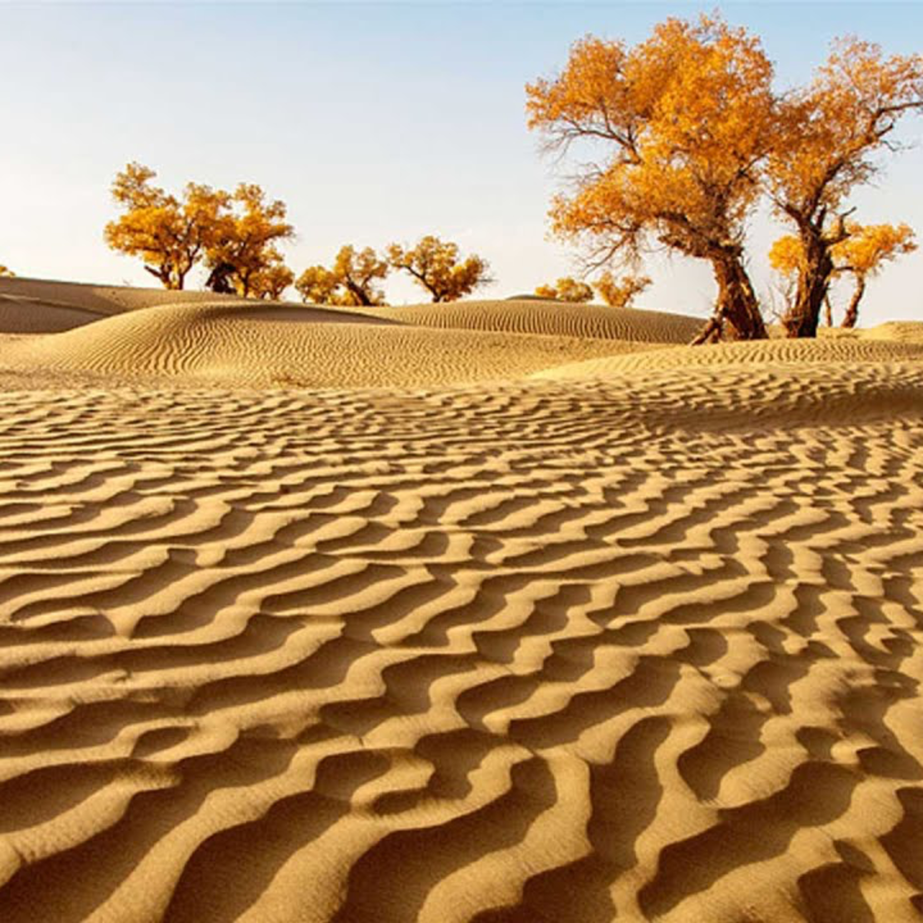 Lost in Sahara (Audio)