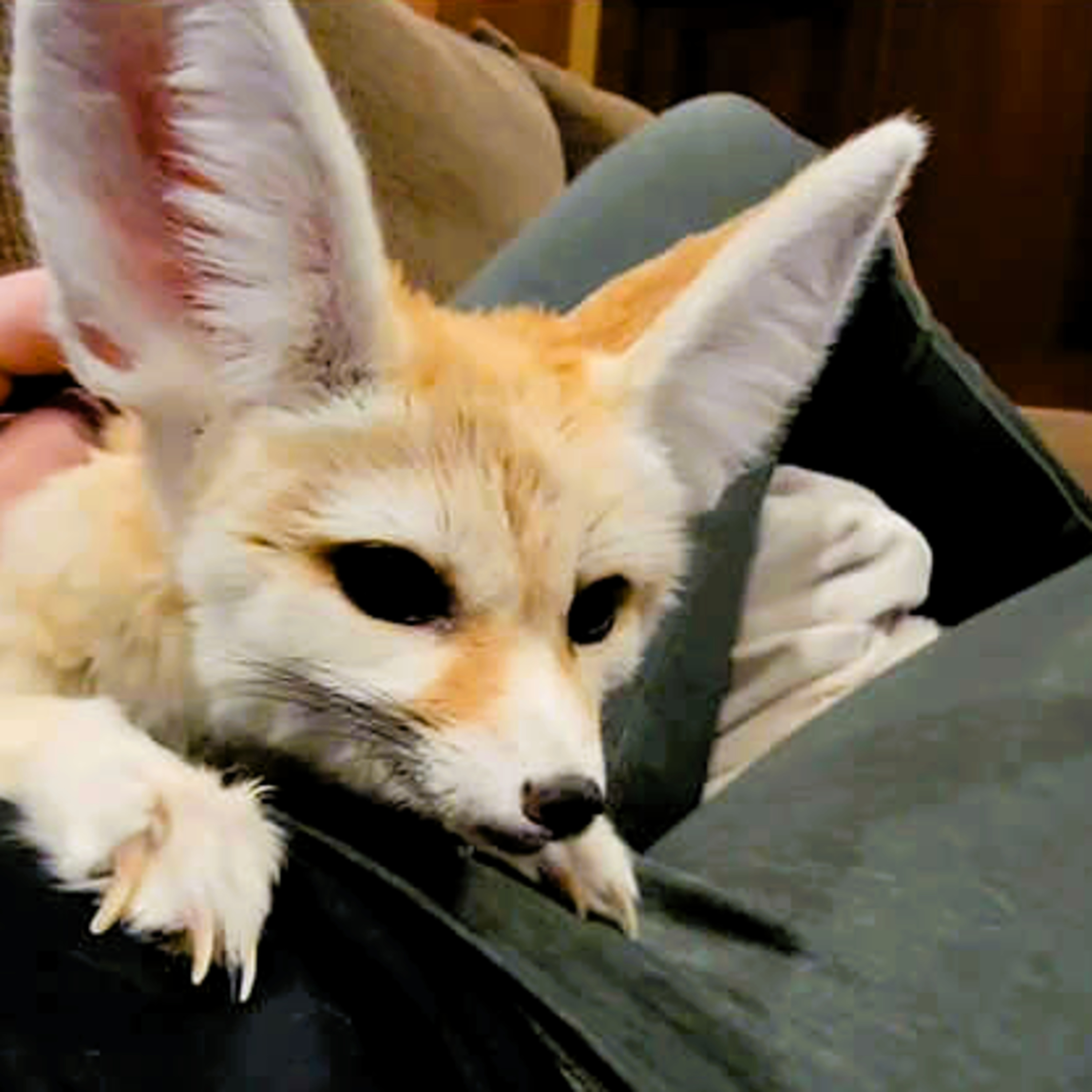 15 Exotic Pets That Are Completely Legal to Keep in Your Home episode artwork