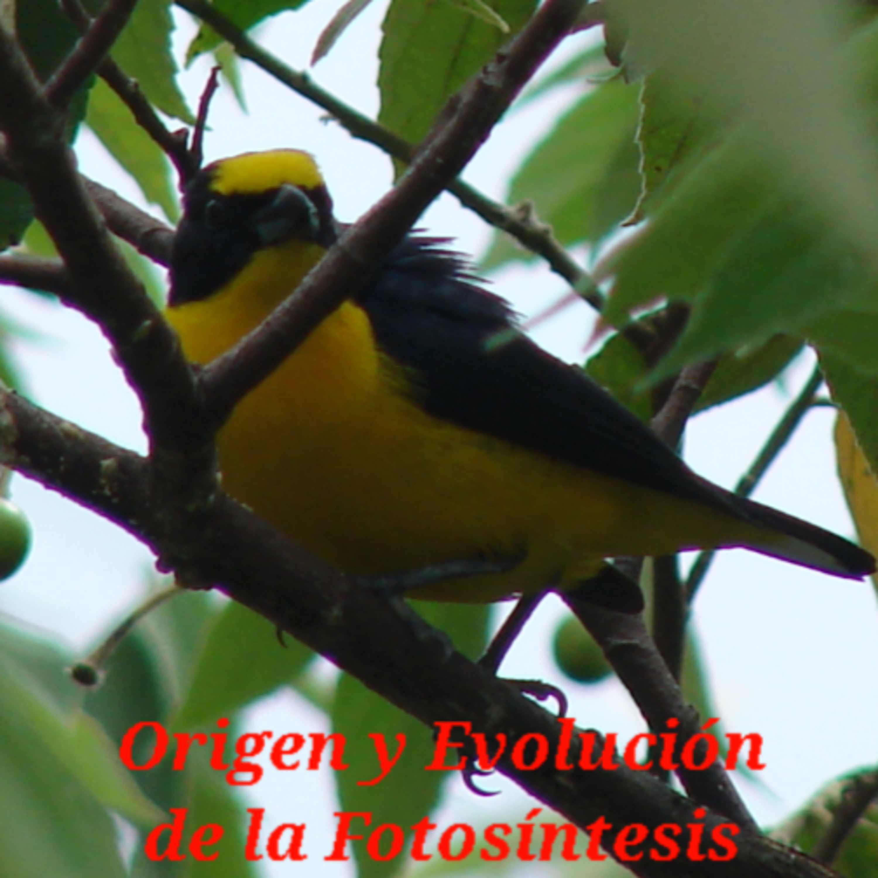 Portada de Ideas y Conceptos de Biología Evolutiva