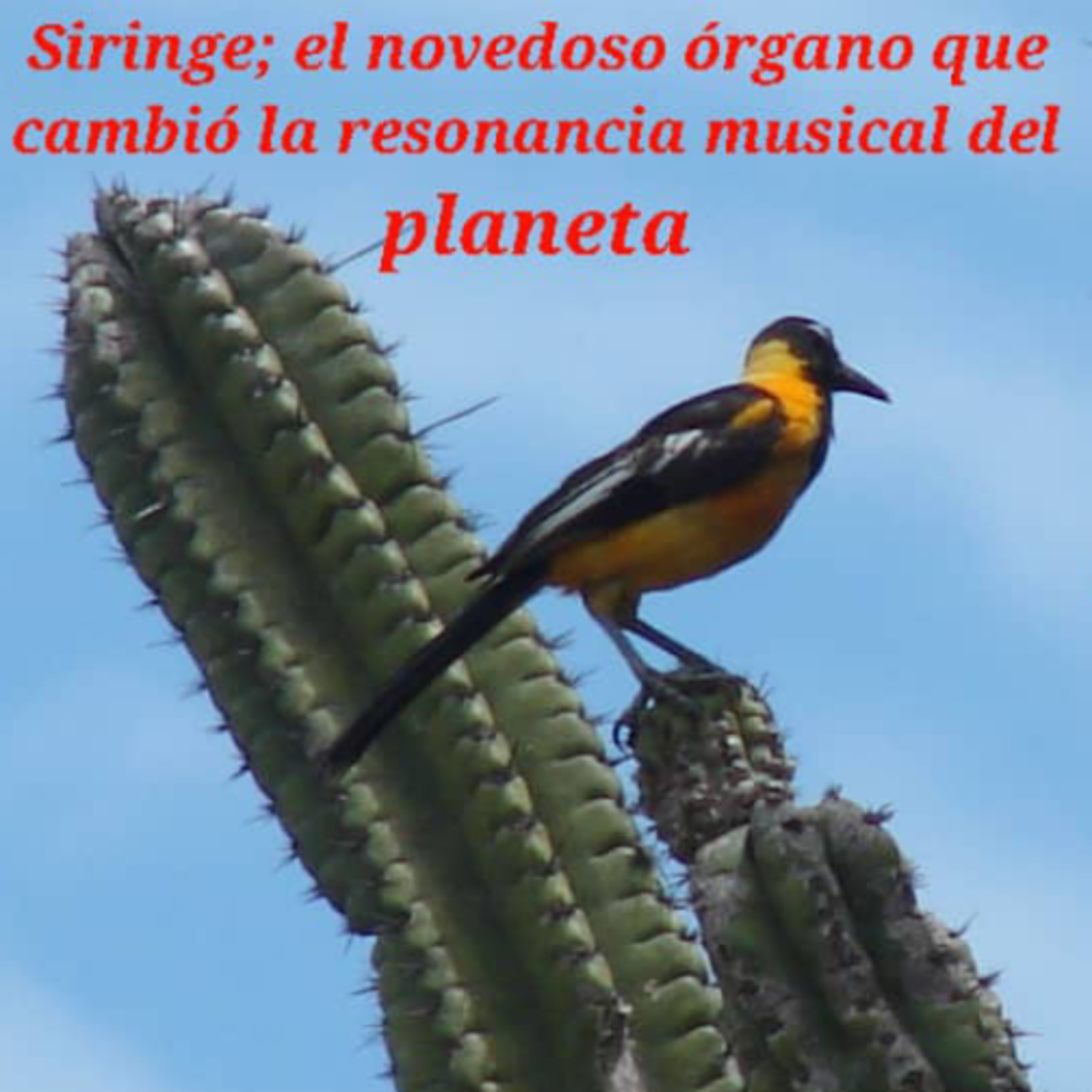 Siringe: el novedoso órgano que cambió la resonancia musical del planeta episode artwork