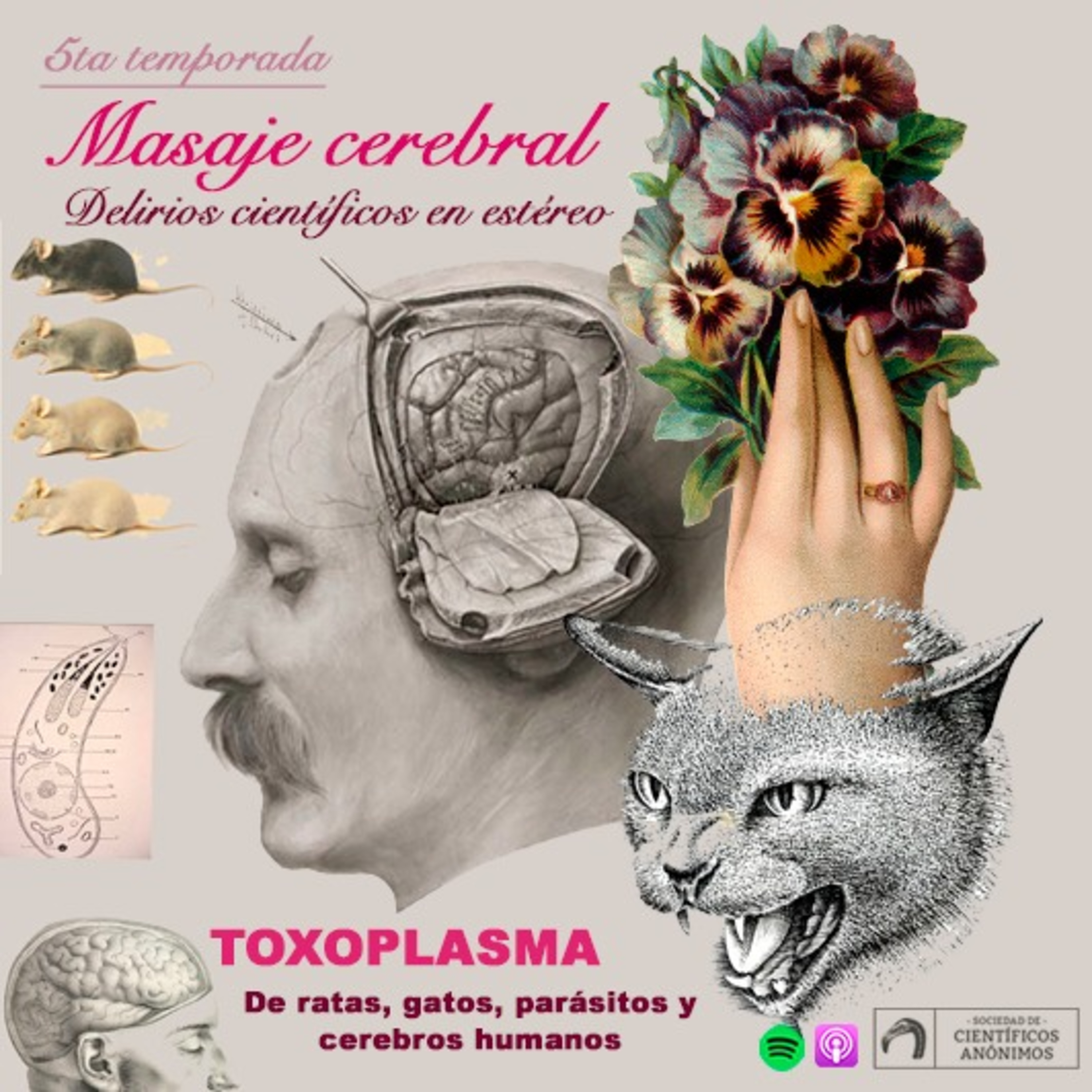 Masaje cerebral