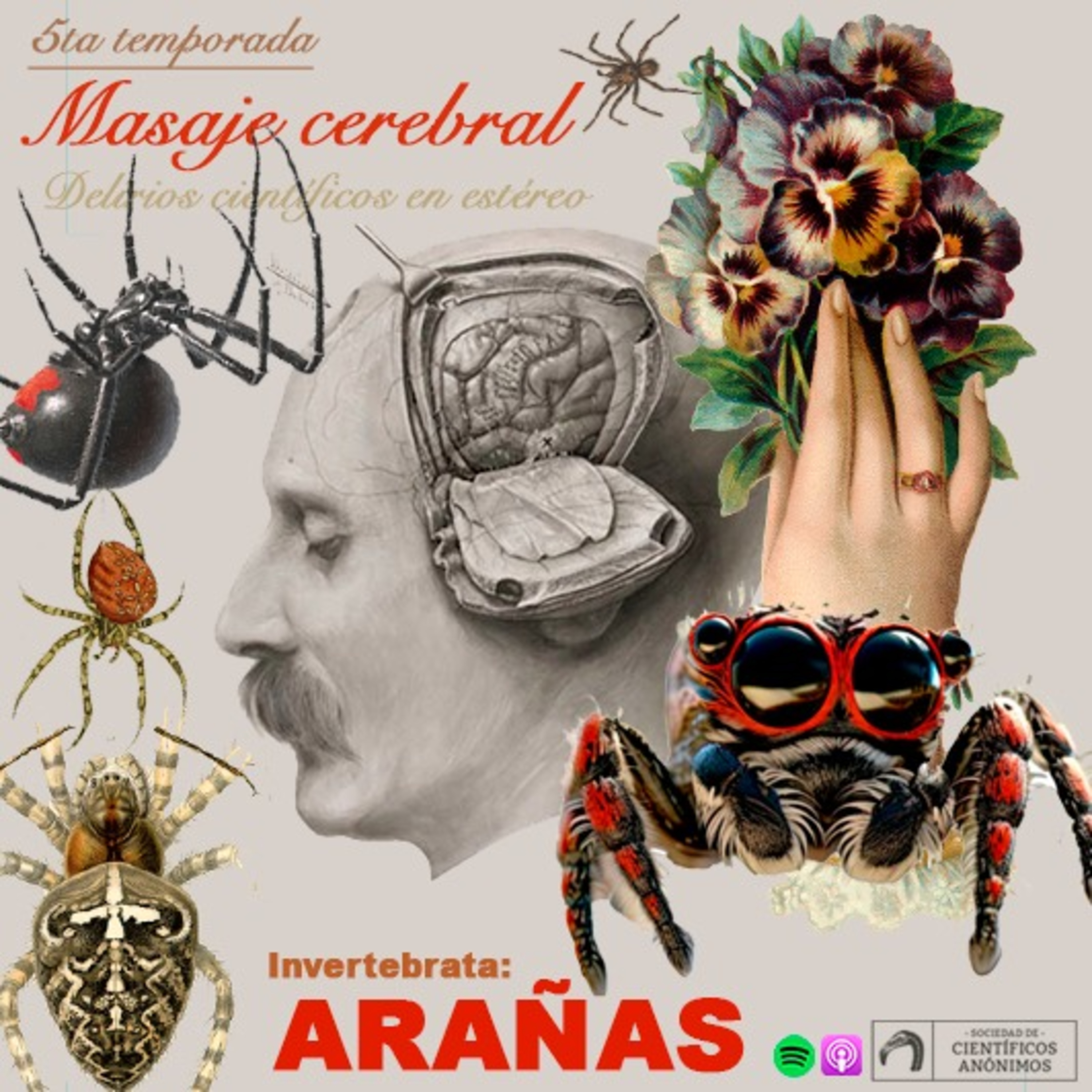Masaje cerebral