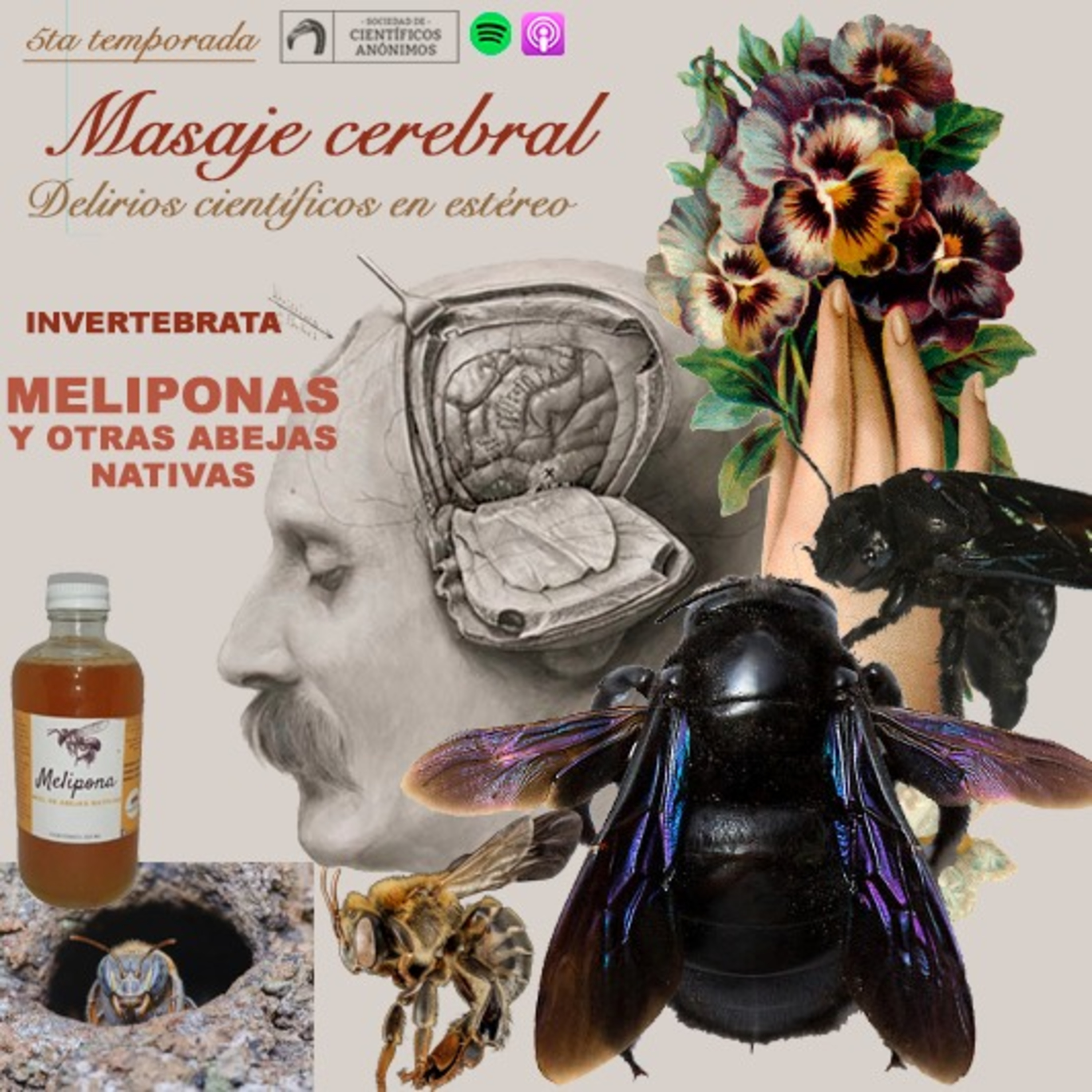 Masaje cerebral