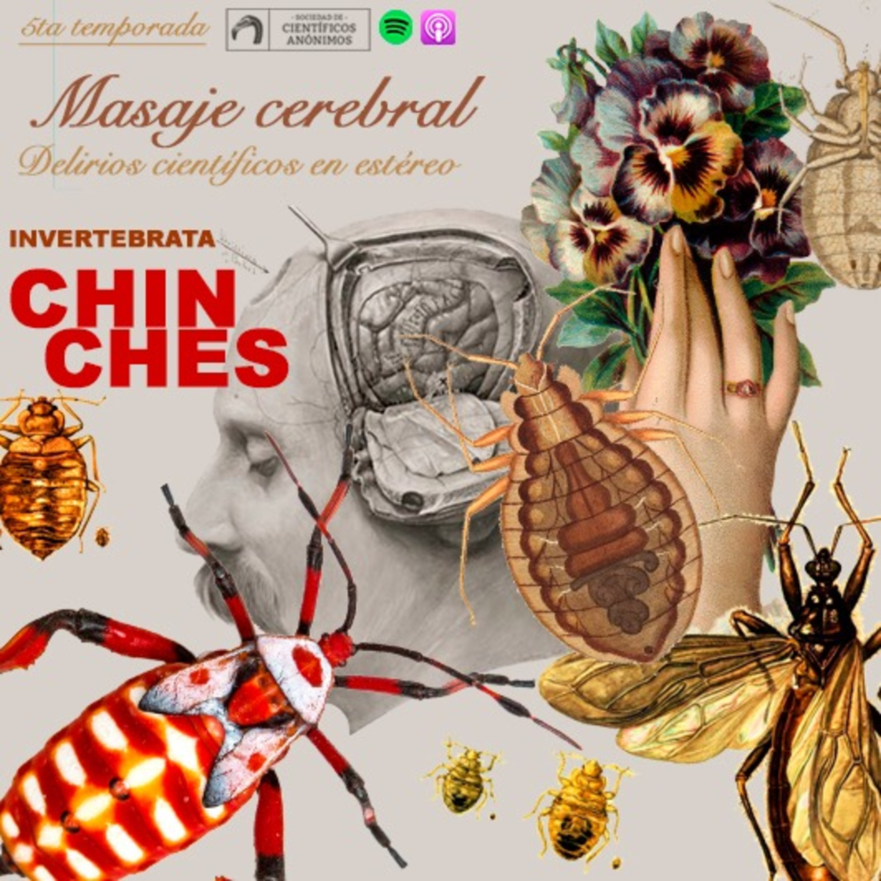 Masaje cerebral