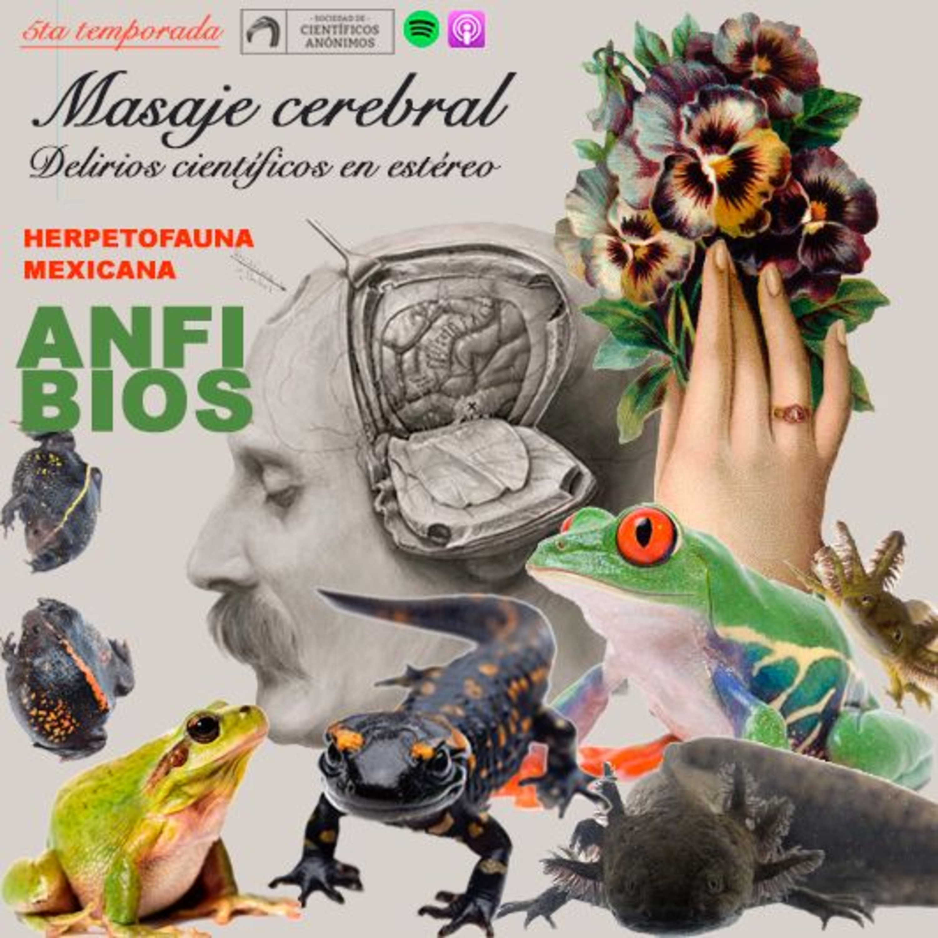 Masaje cerebral