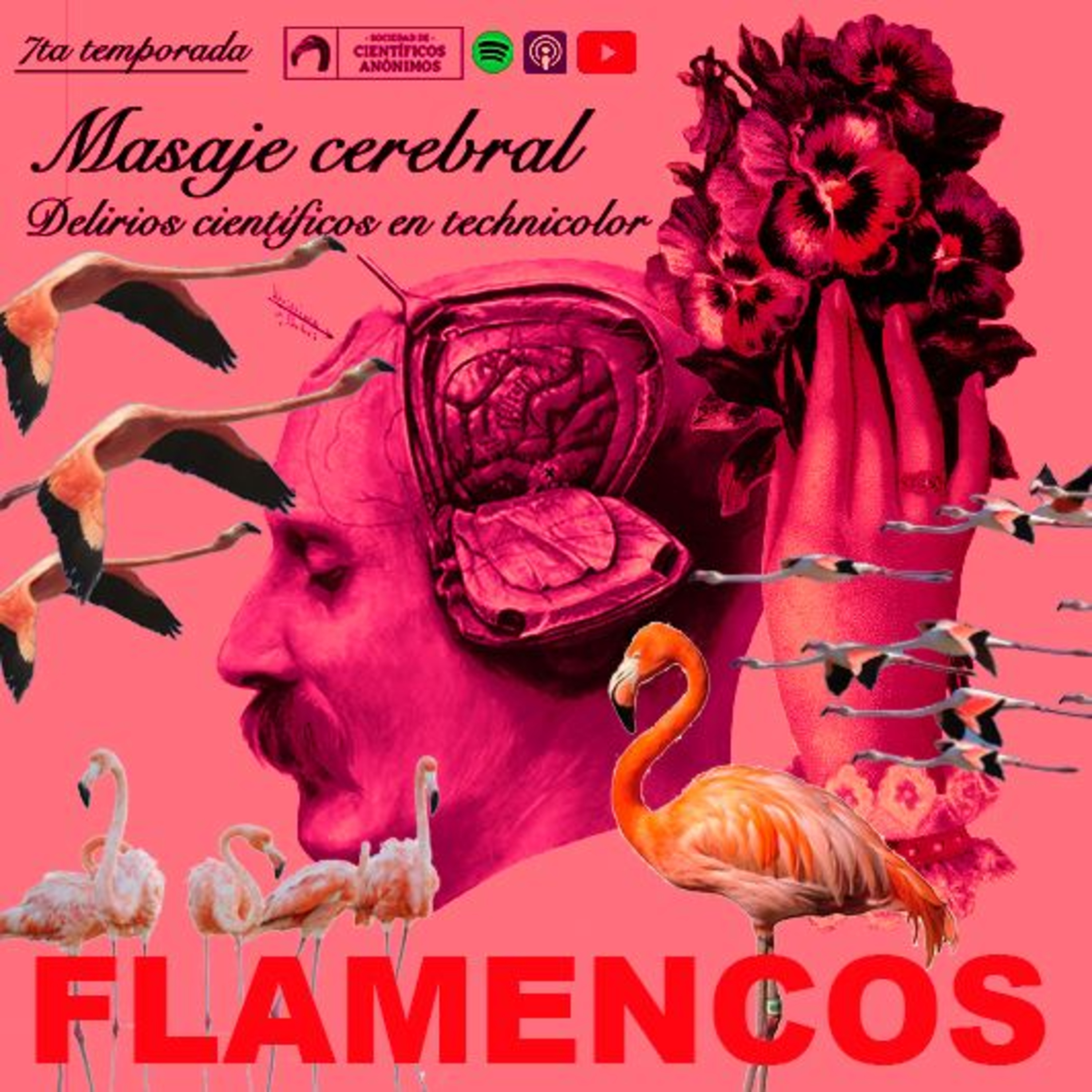 FLAMINGOS