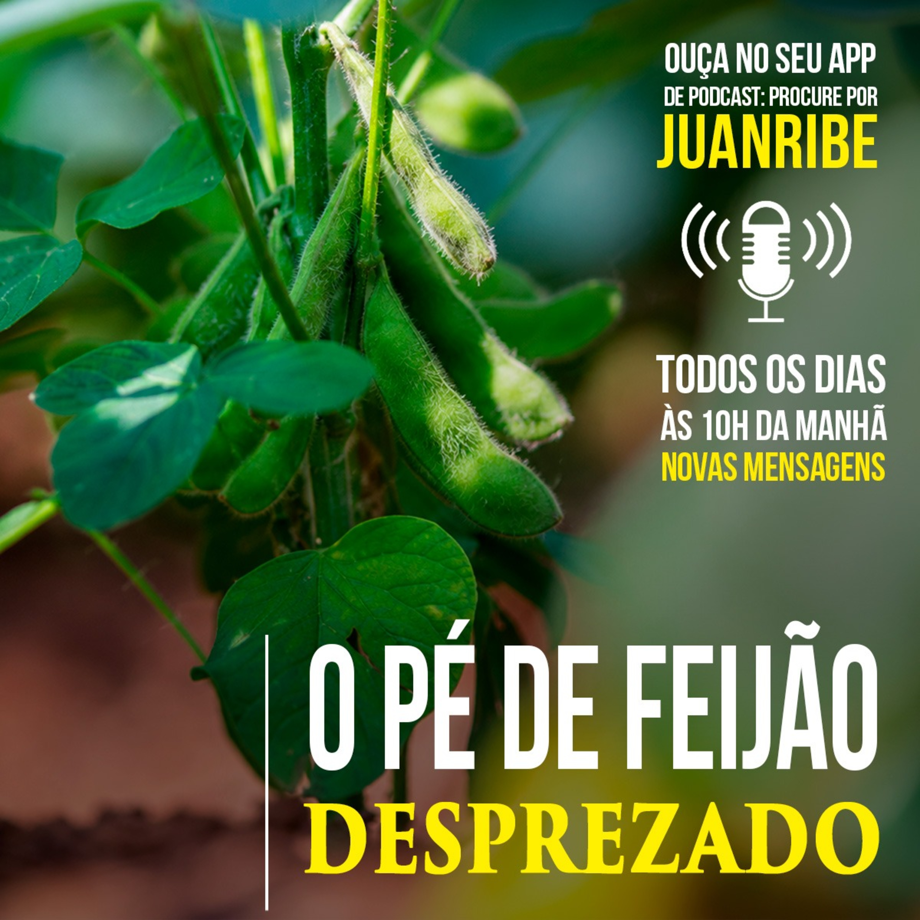  O Pé de Feijão Desprezado
