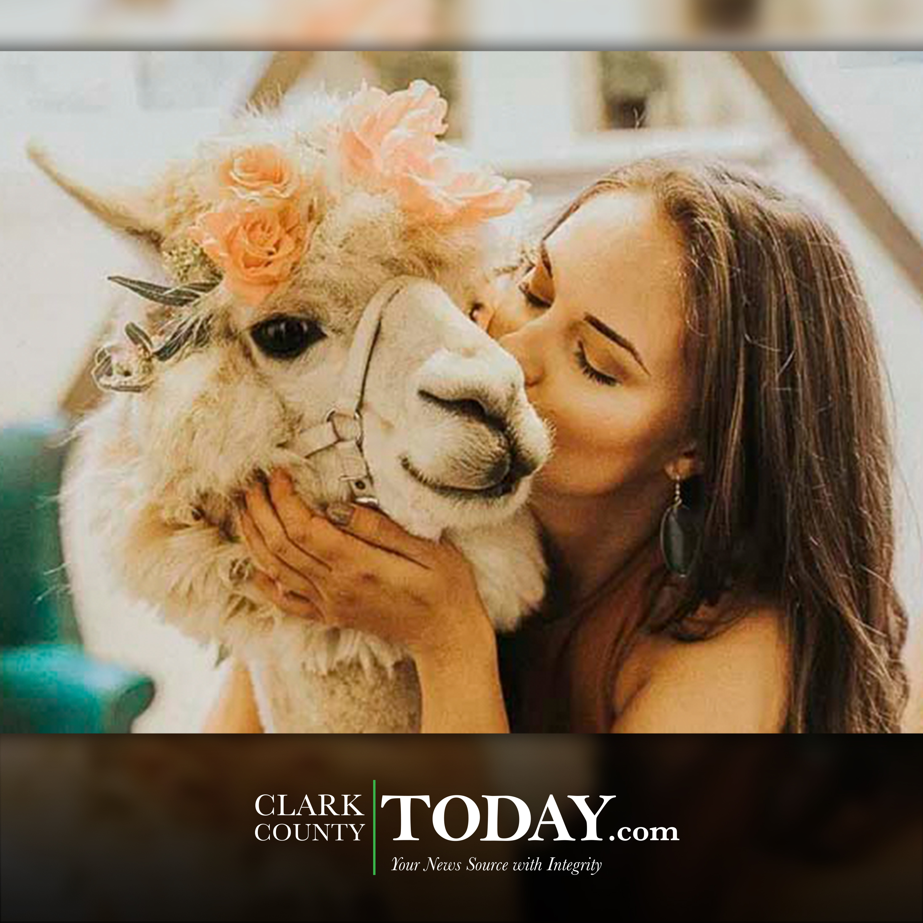 GoFundMe spotlight: An opportunity to help pay medical bill for Napoleon the Alpaca