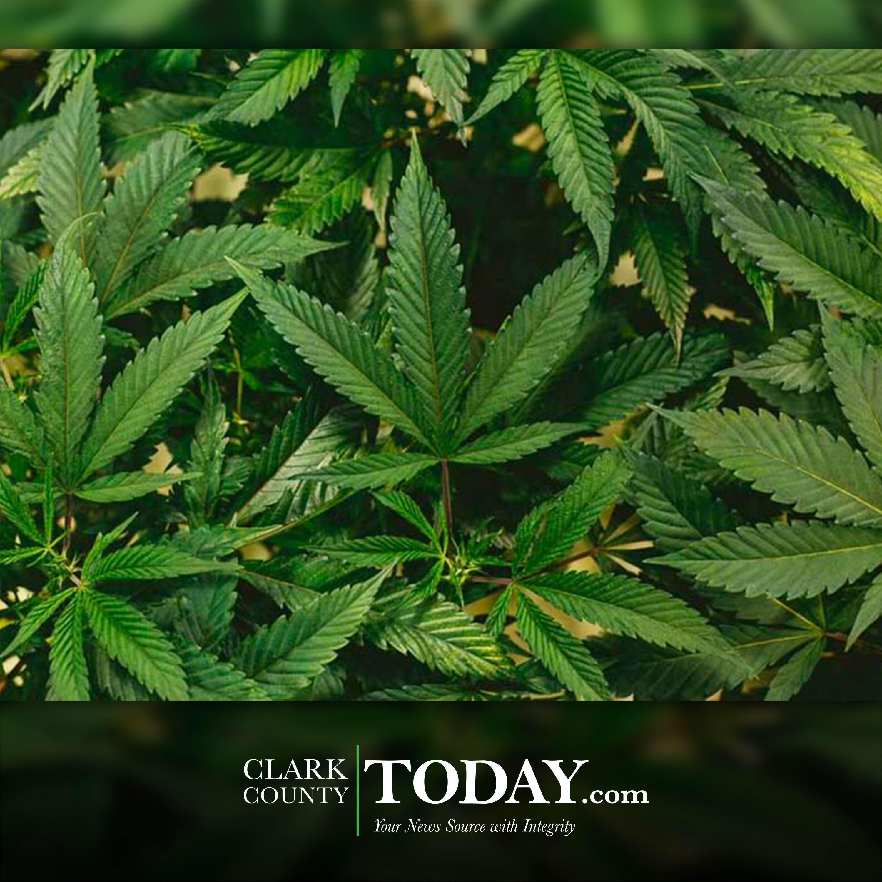 What rescheduling marijuana means for Washington state’s cannabis industry