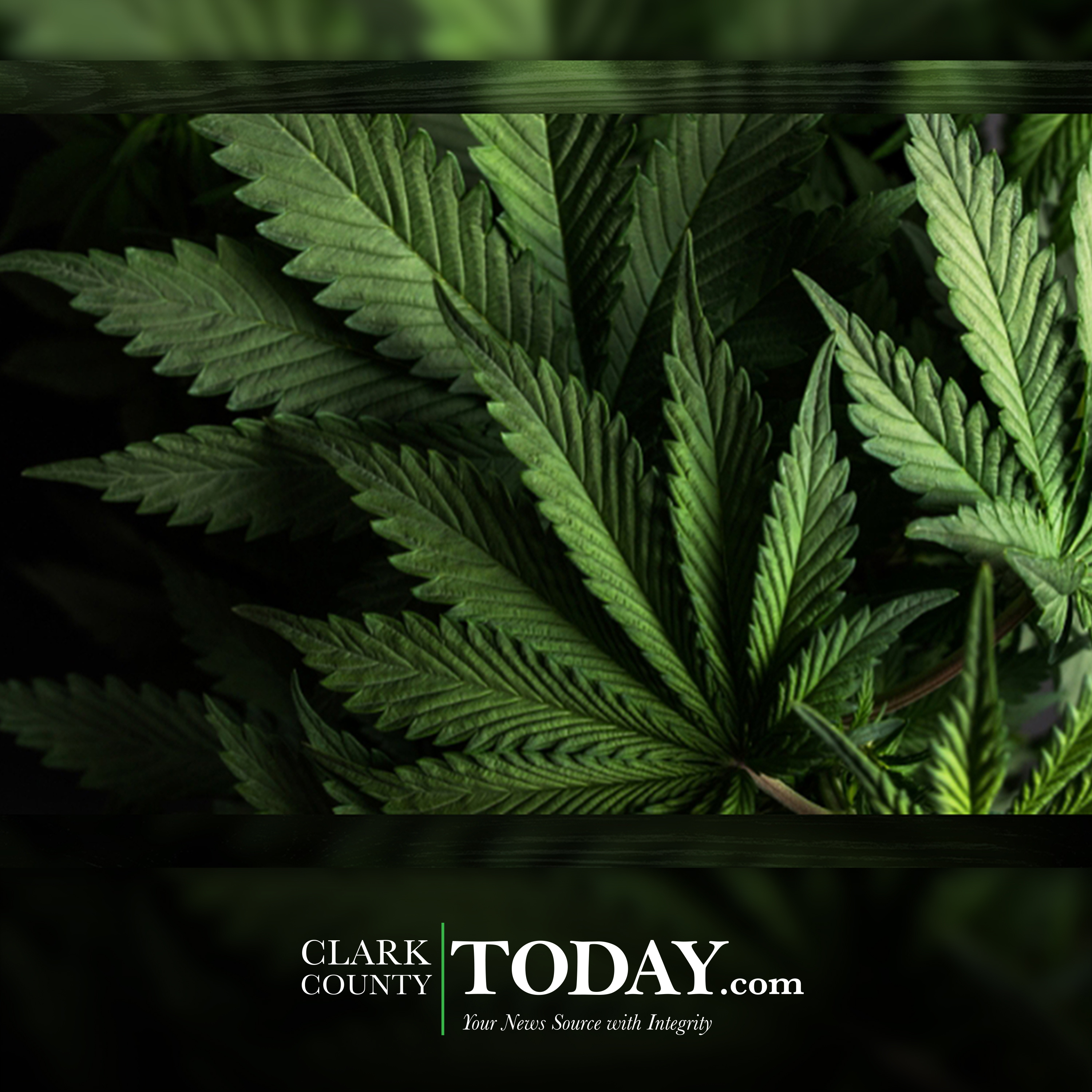 Survey: More young adults in Washington smoke weed on a daily basis