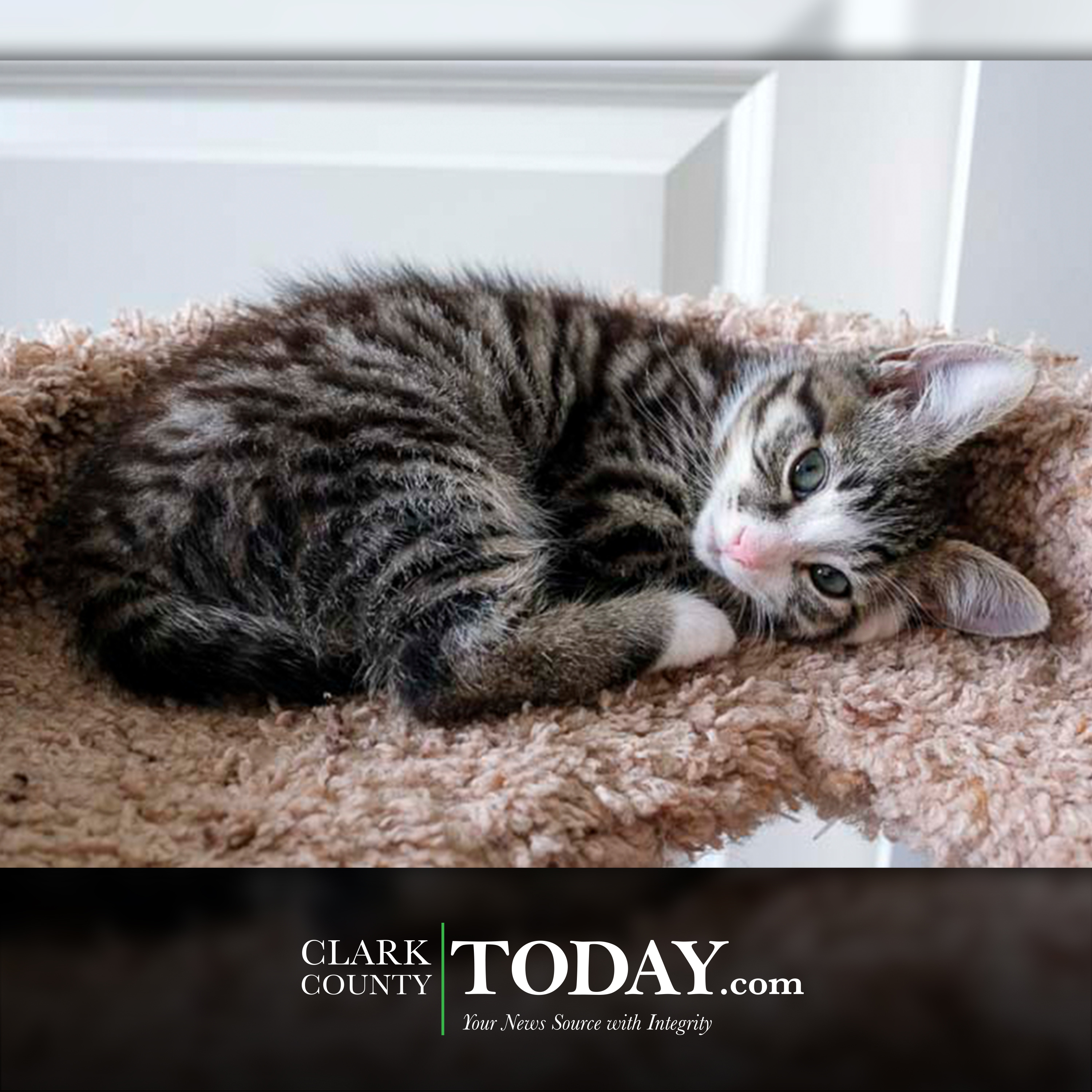 June is National Adopt a Cat Month