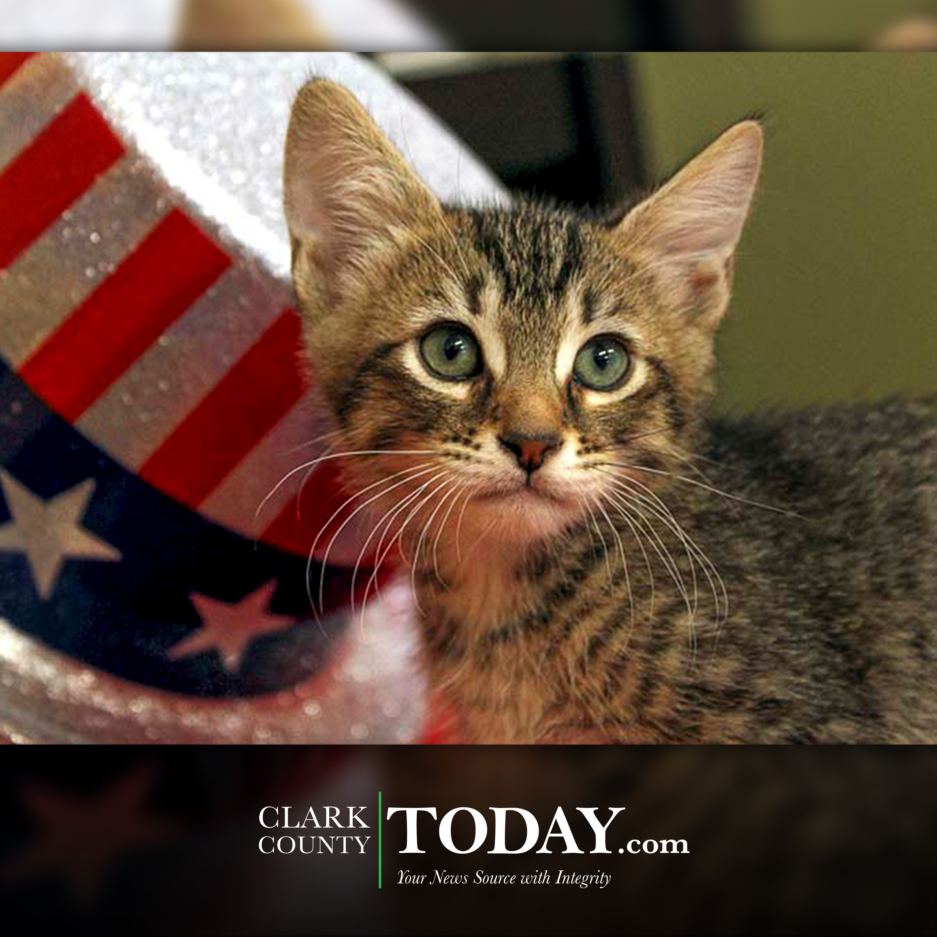 Felines and fireworks