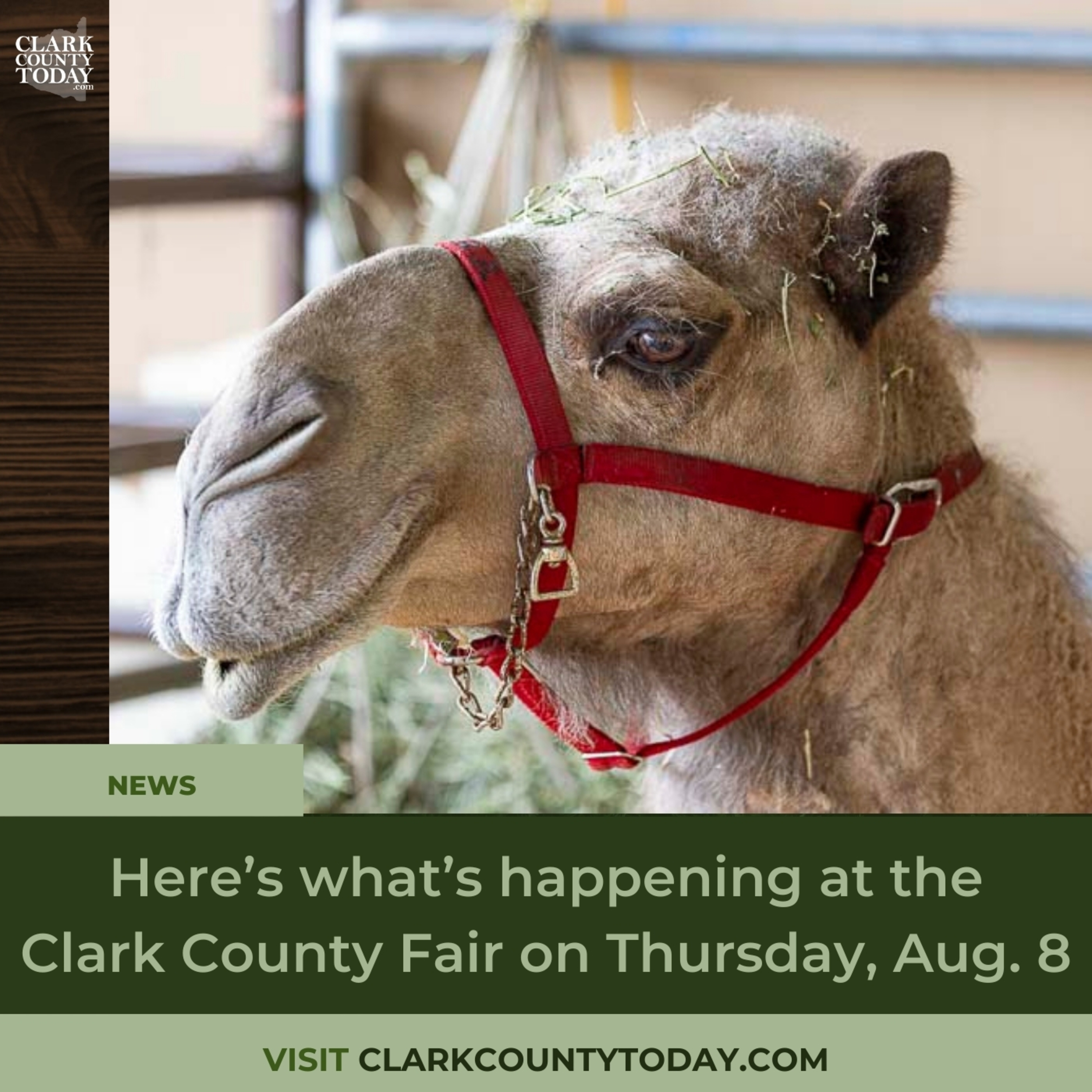 Here’s what’s happening at the Clark County Fair on Thursday, Aug. 8