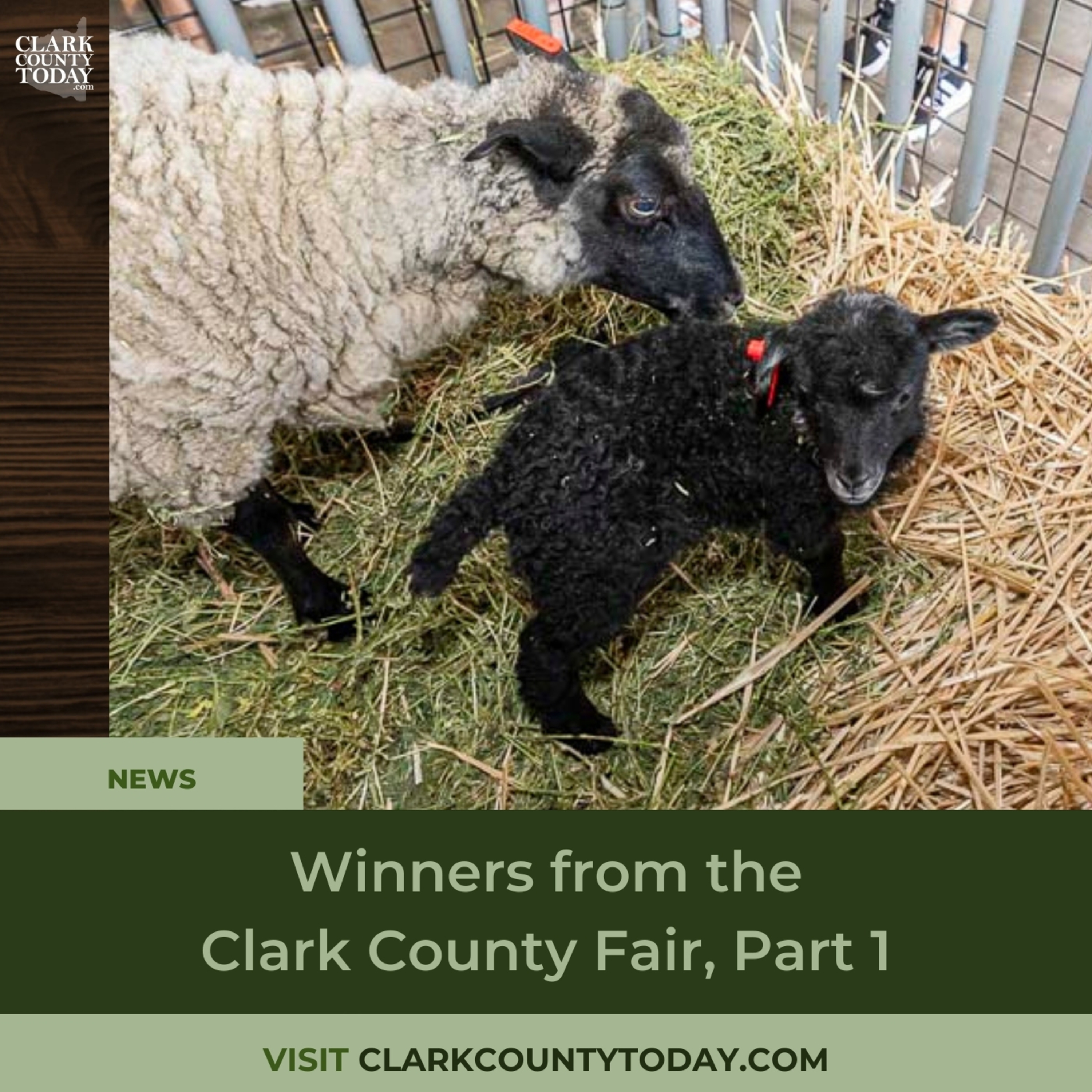Winners from the Clark County Fair, Part 1