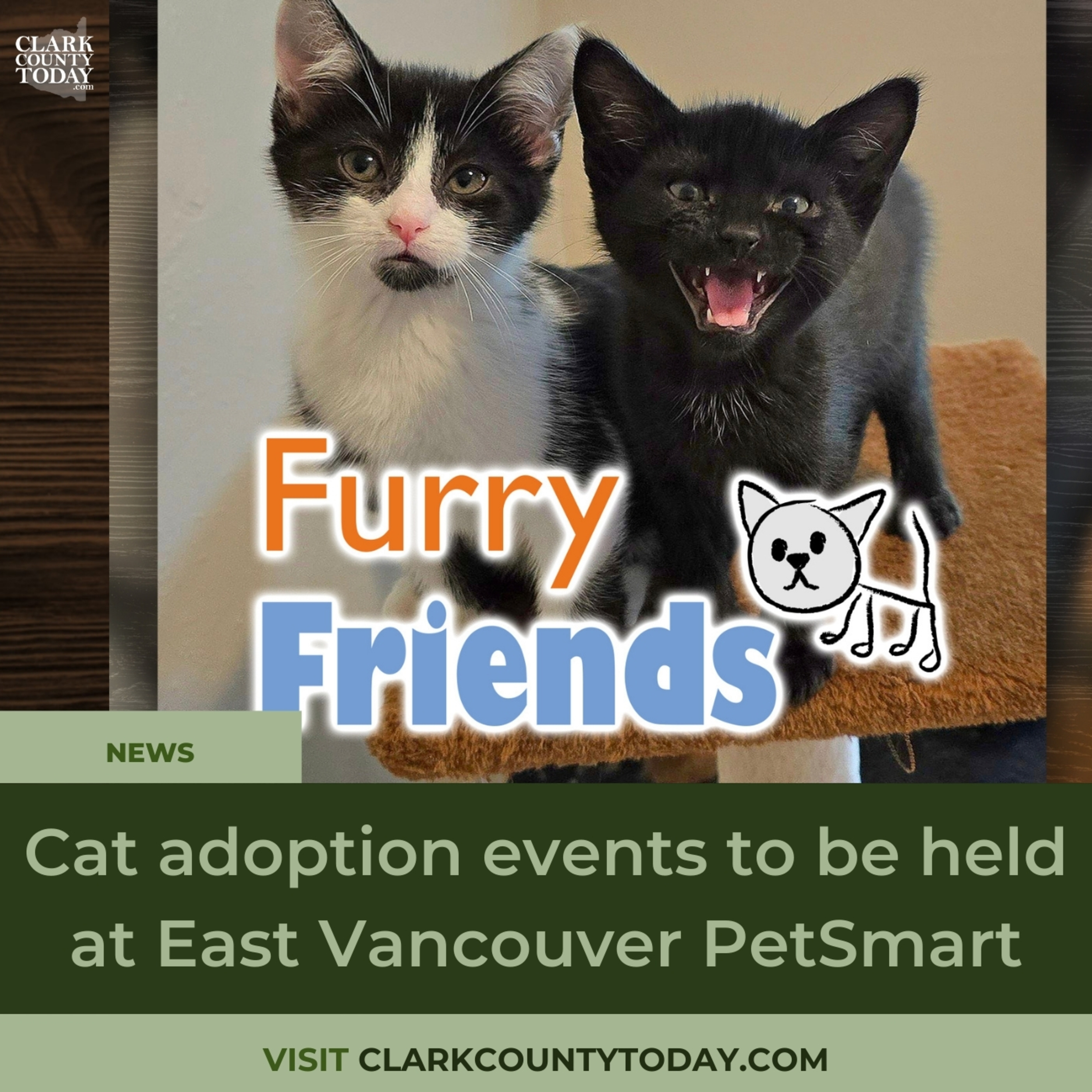 Cat adoption events to be held at East Vancouver PetSmart