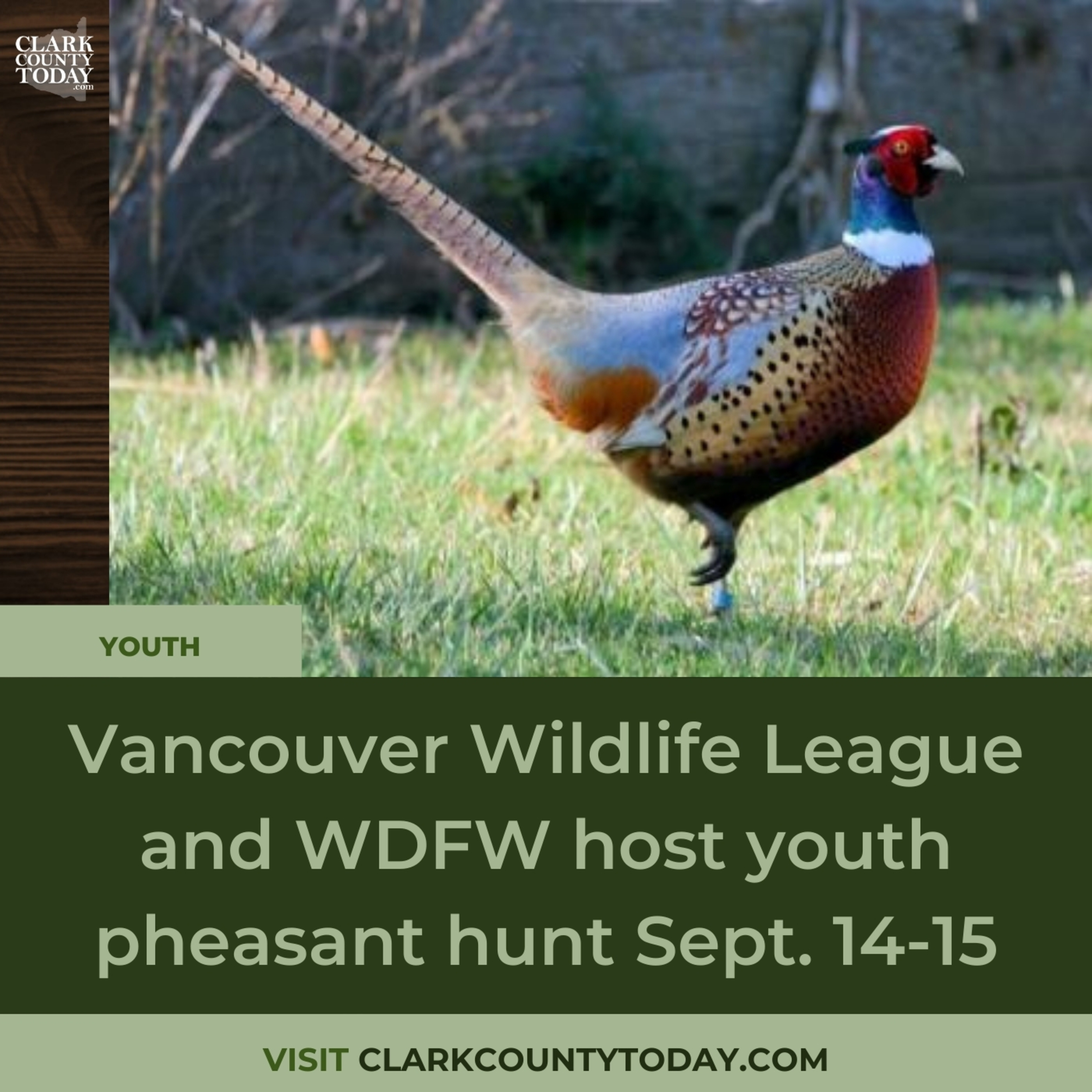 Vancouver Wildlife League and WDFW host youth pheasant hunt Sept. 14-15