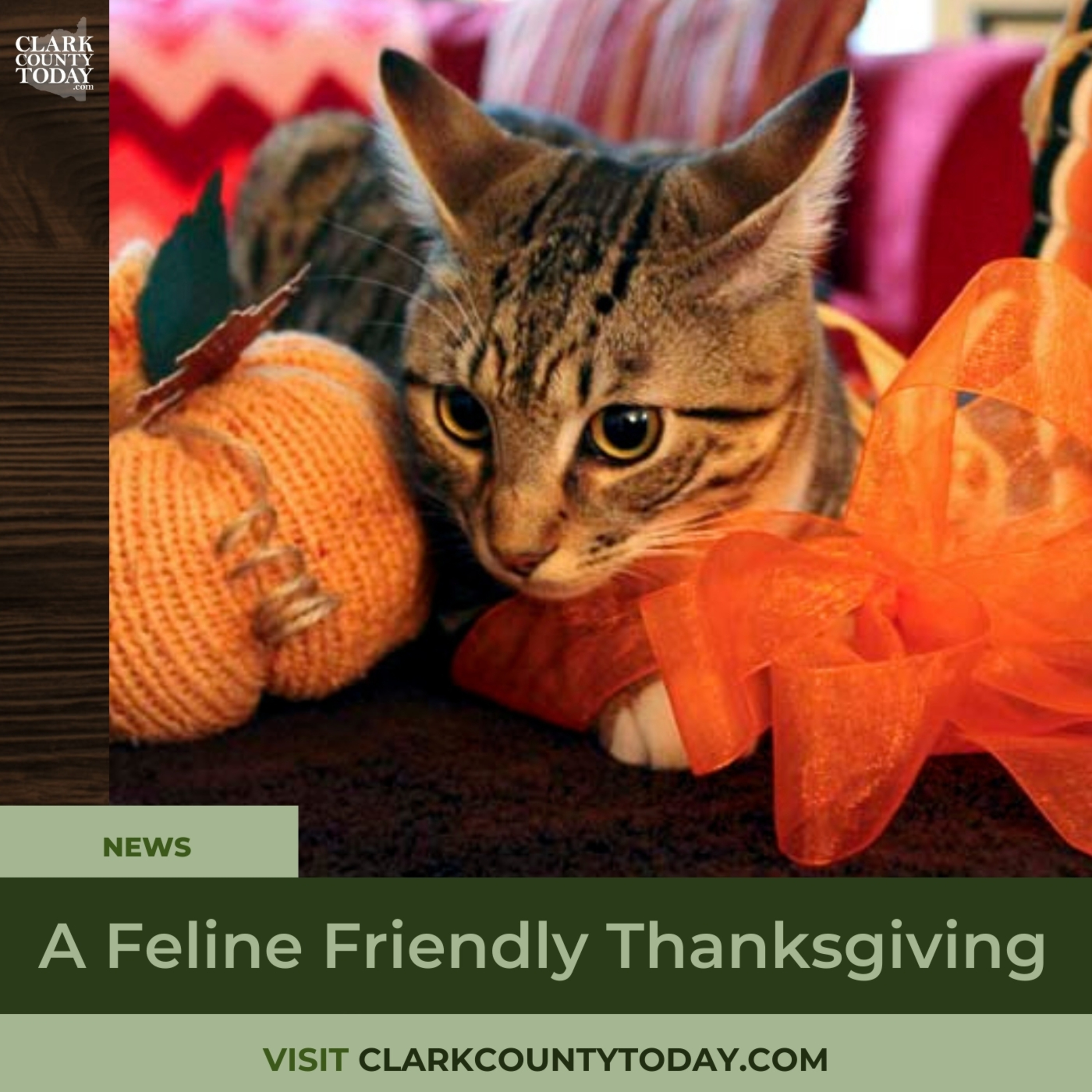 A Feline Friendly Thanksgiving