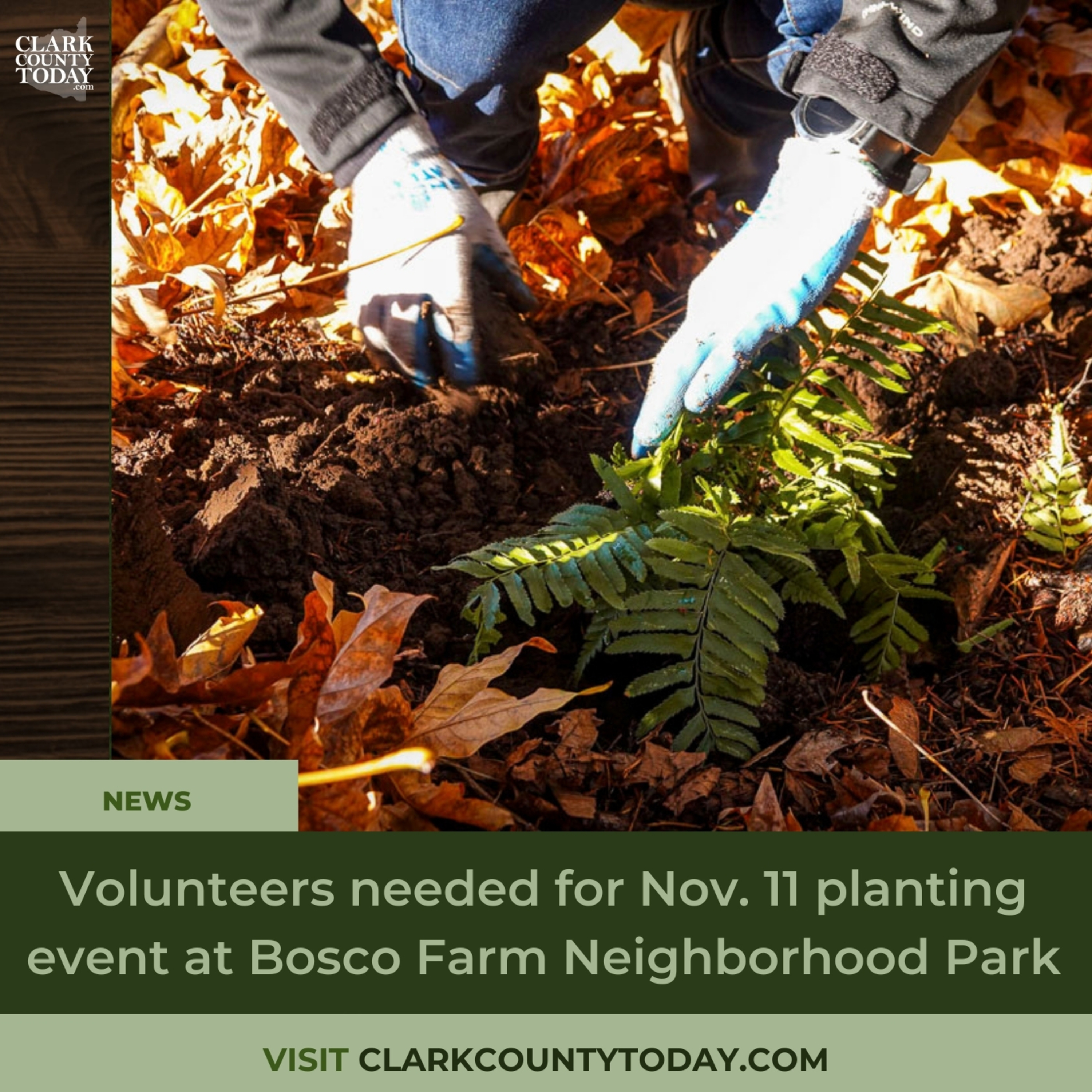 Volunteers needed for Nov. 11 planting event at Bosco Farm Neighborhood Park