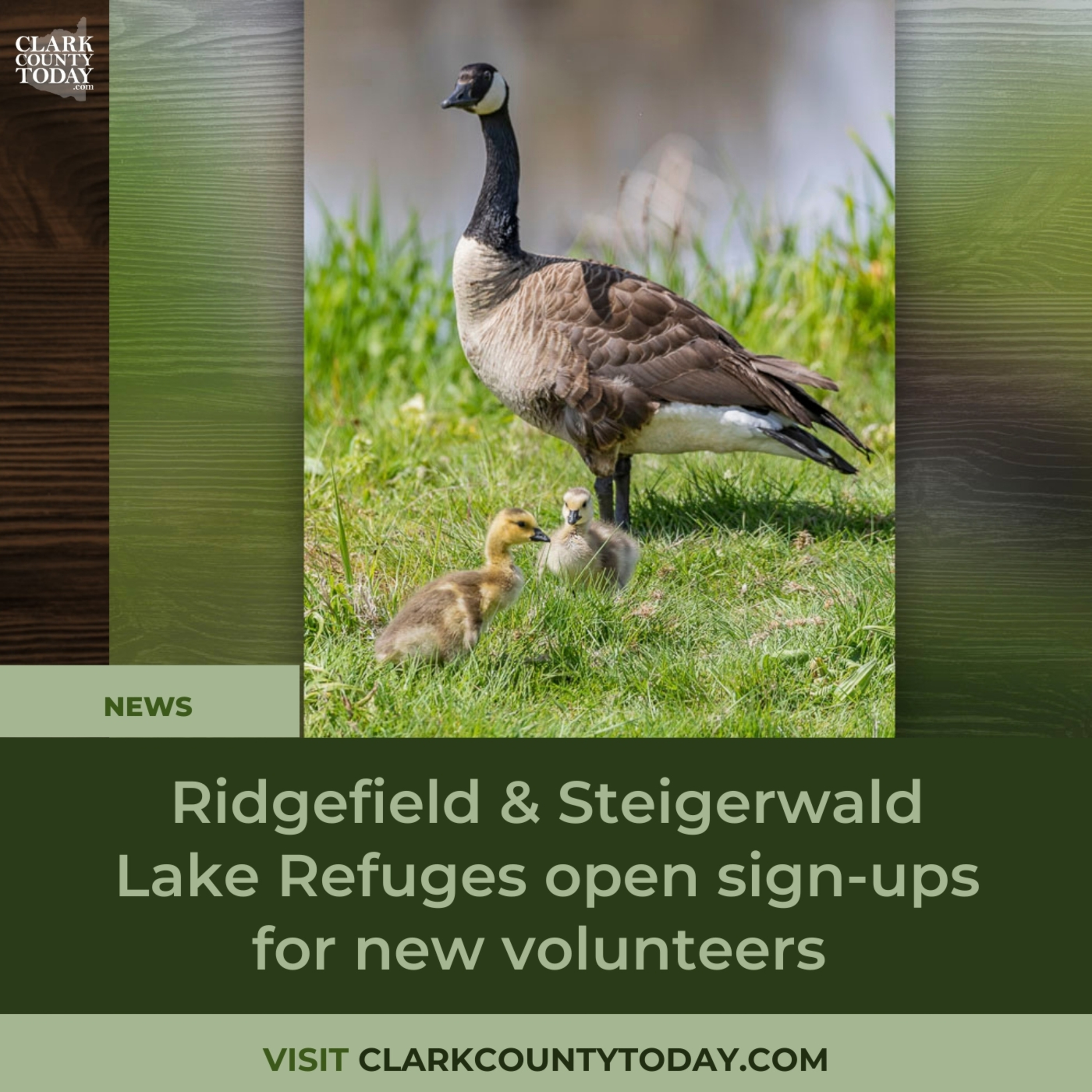 Ridgefield & Steigerwald Lake Refuges open sign-ups for new volunteers
