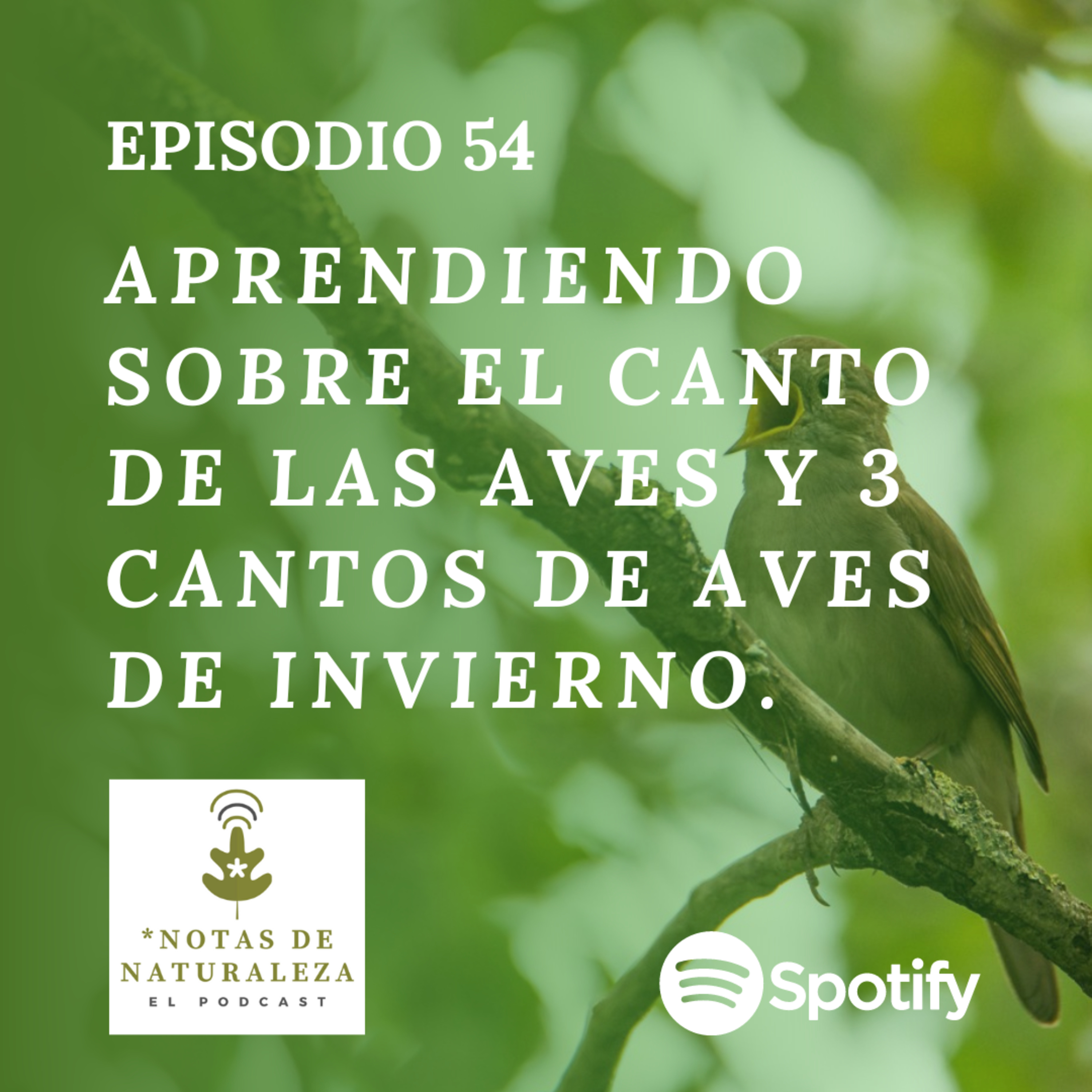 Aprendiendo sobre el Canto de las Aves y 3 Cantos de aves de Invierno #54