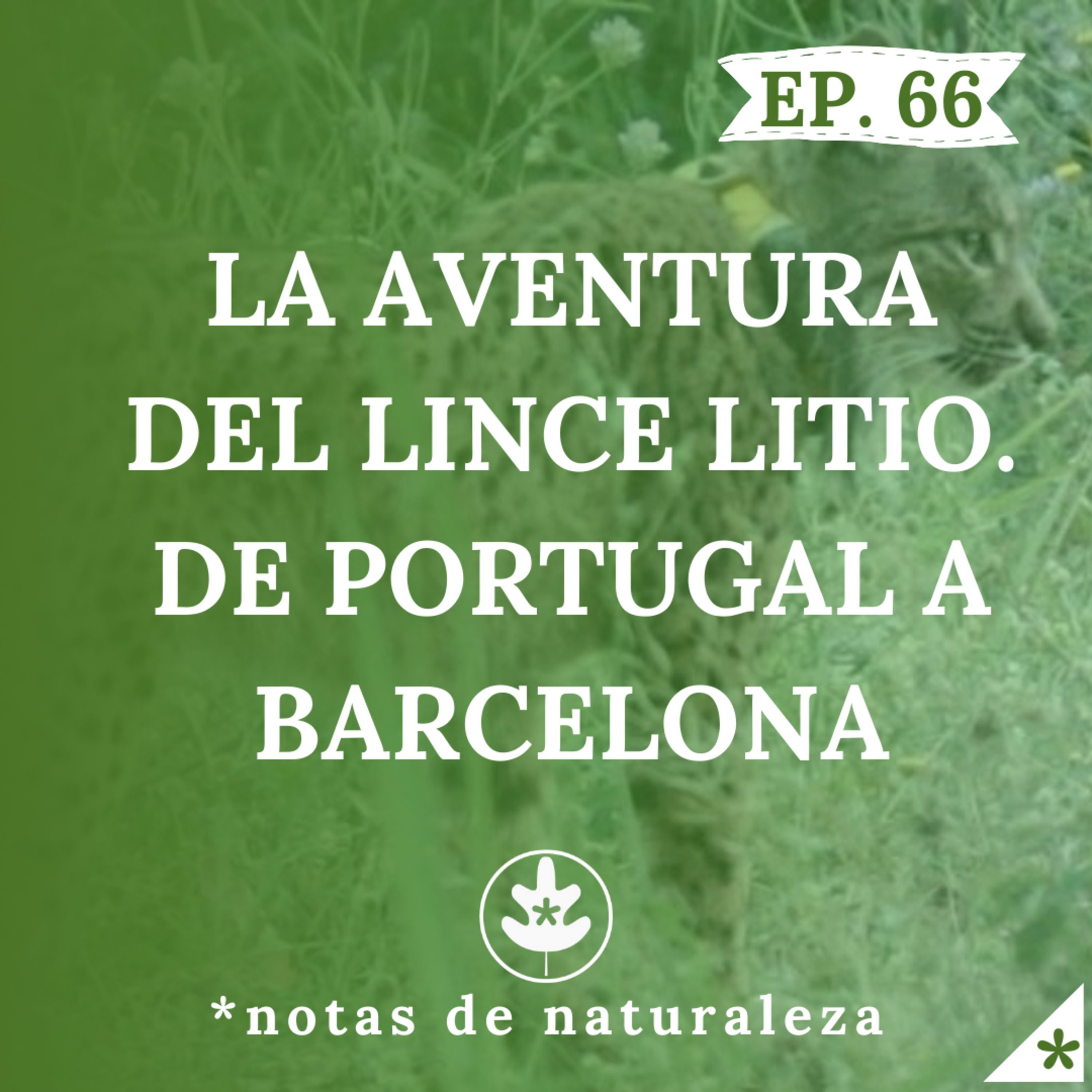 La aventura del lince Litio. De Portugal a Barcelona. #66 episode artwork