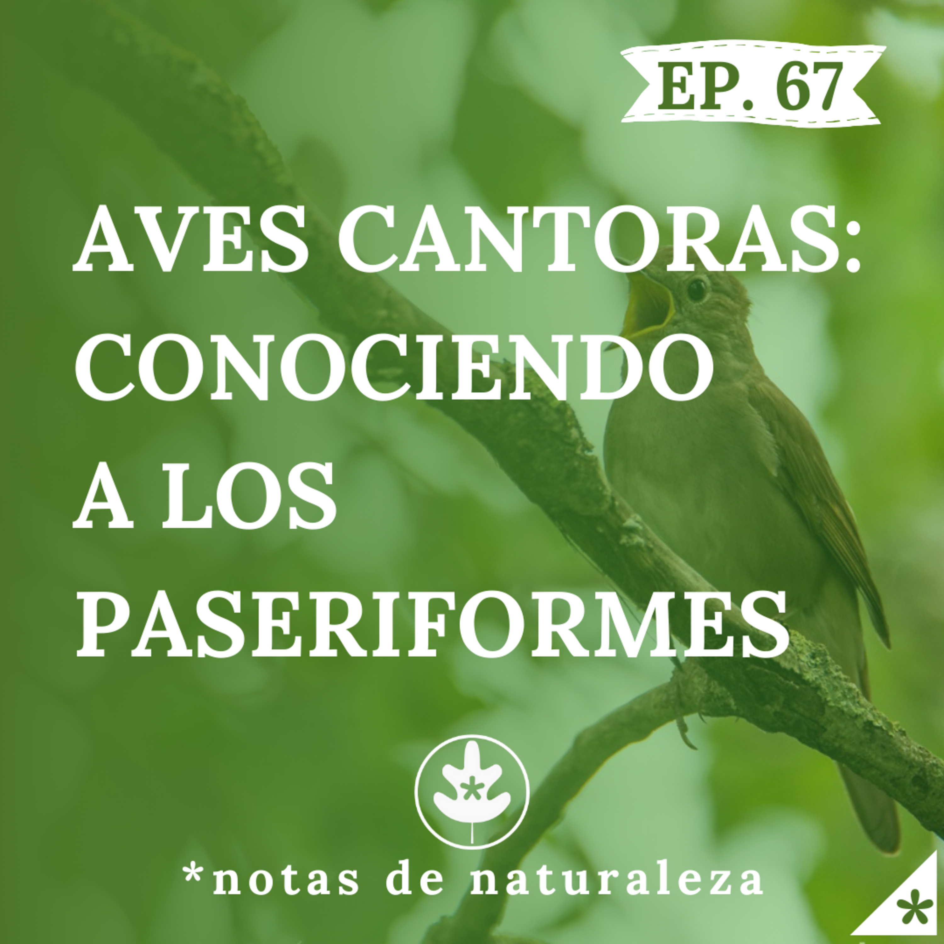 Aves Cantoras: Conociendo a los Paseriformes #67 episode artwork