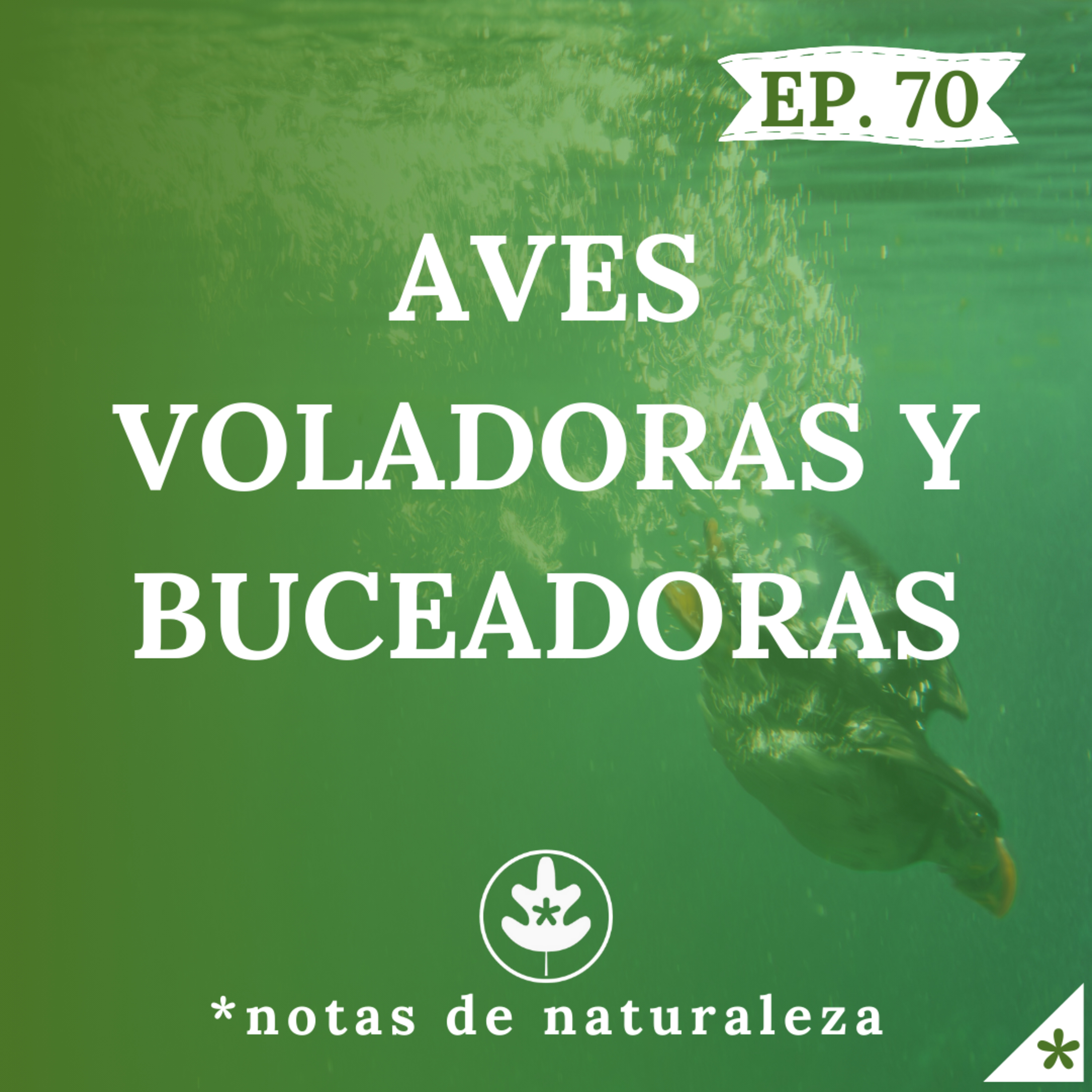 Aves voladoras y buceadoras #70 episode artwork