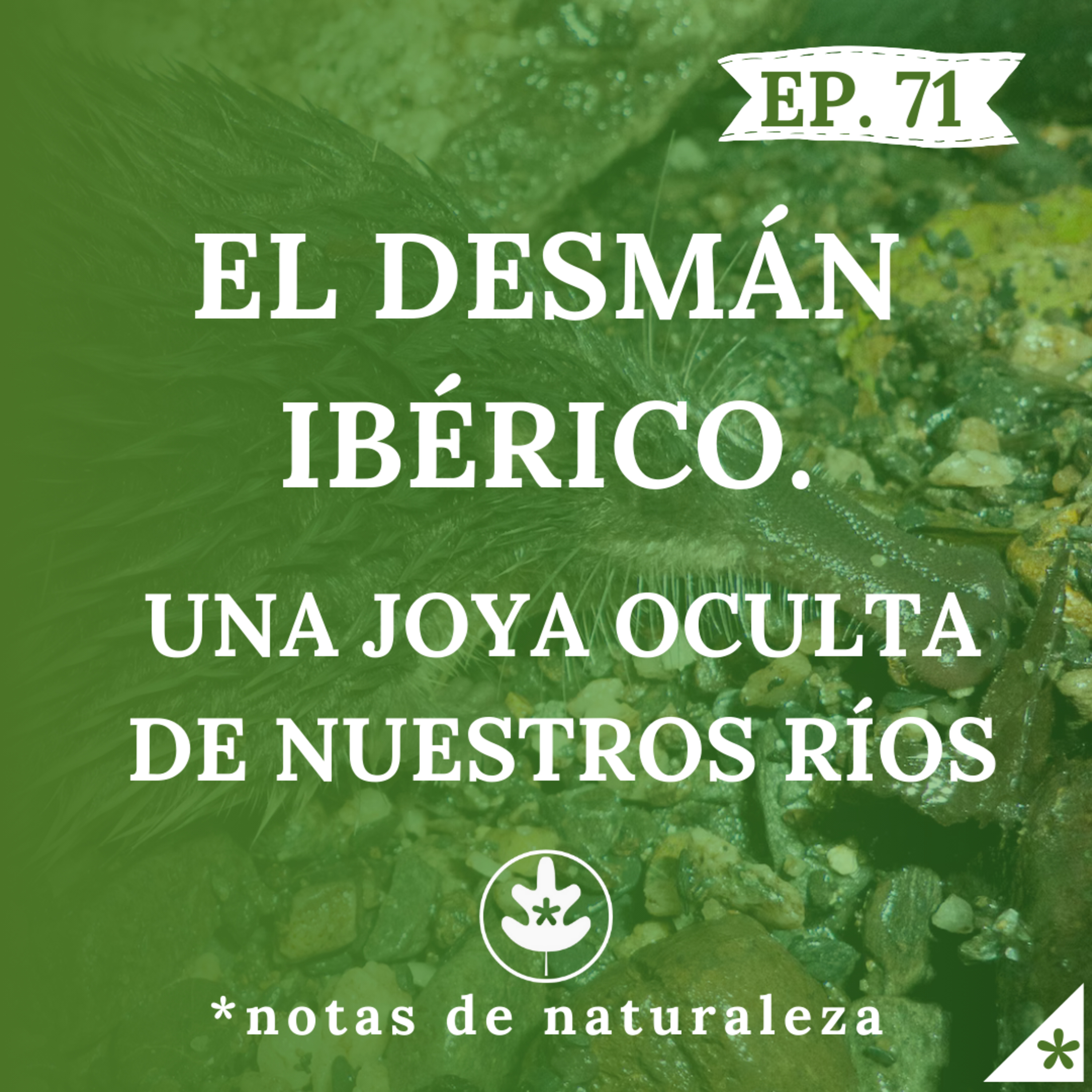 El Desmán Ibérico. Una joya oculta de nuestros ríos. #71 episode artwork
