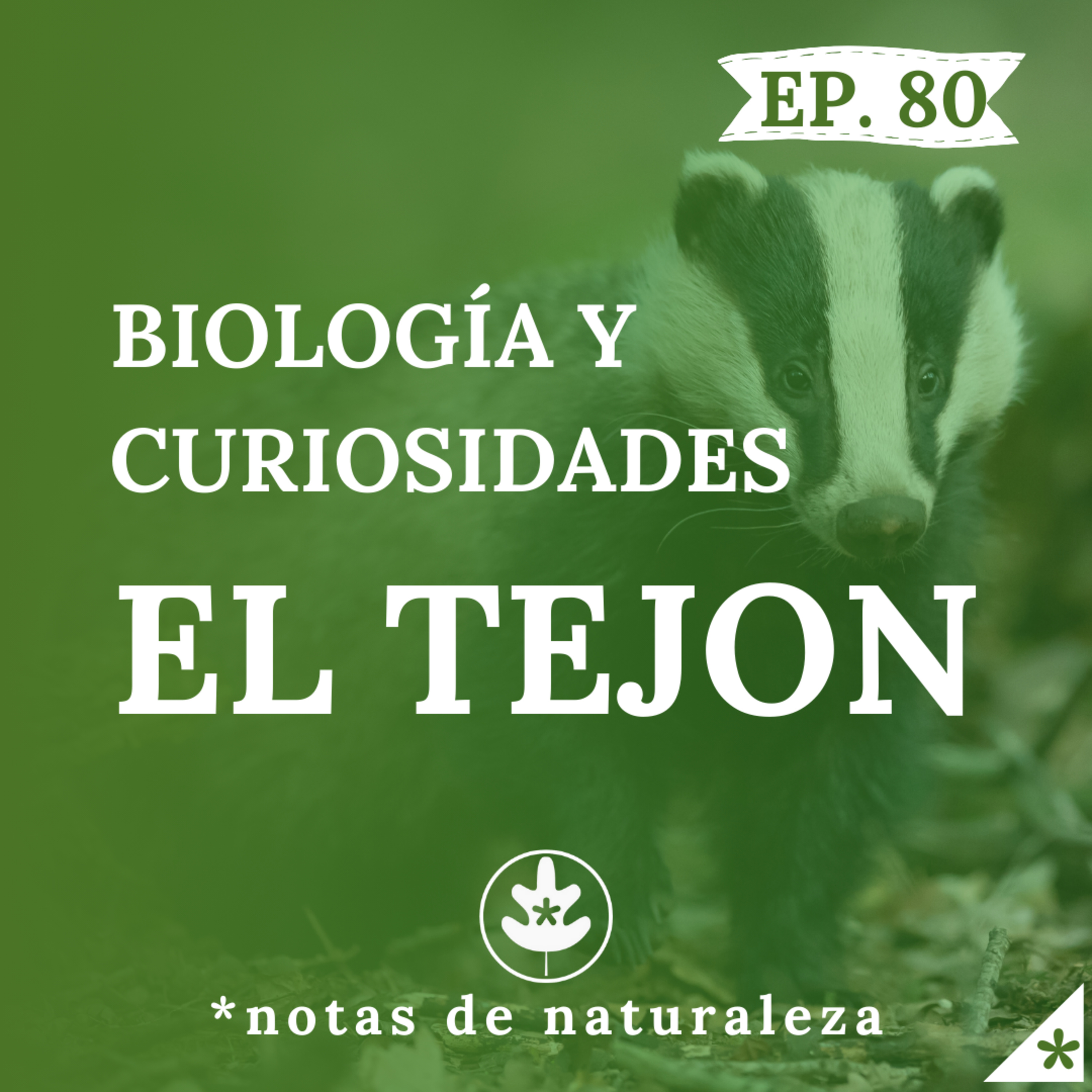 El Tejón. Biología y curiosidades #80