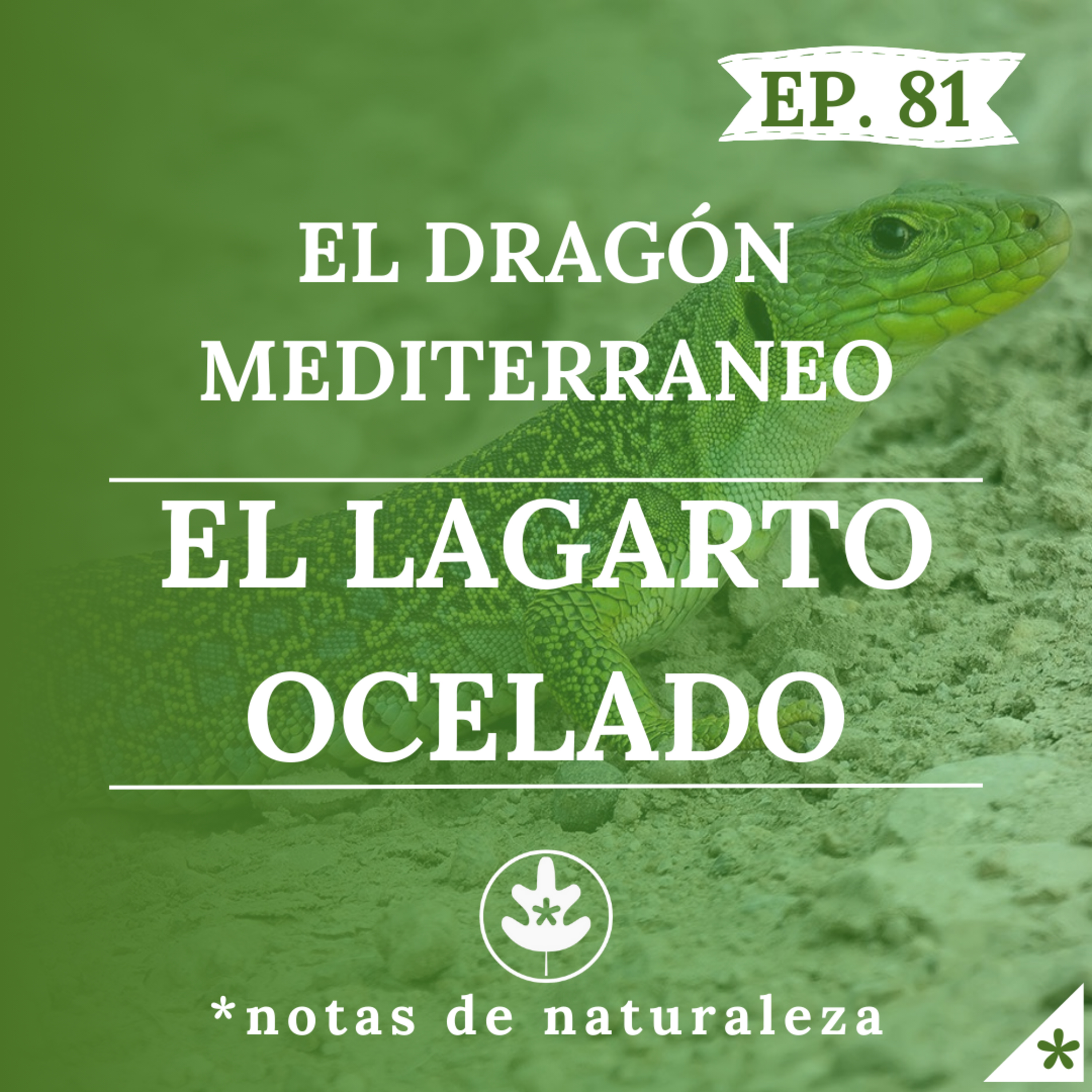 El Dragón Mediterraneo. El Lagarto Ocelado. #81 episode artwork