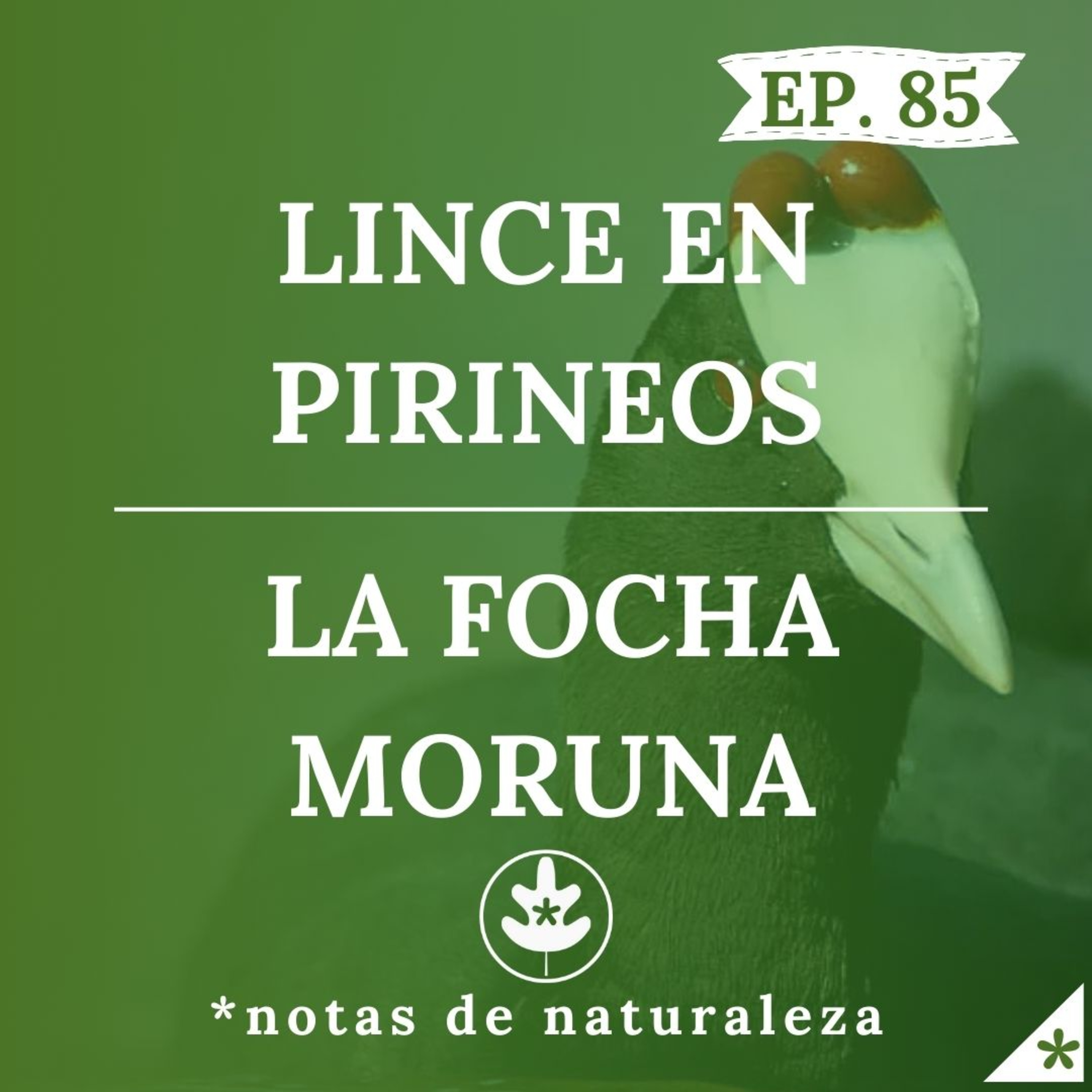 El Lince en Pirineos y La Focha Moruna #85 episode artwork
