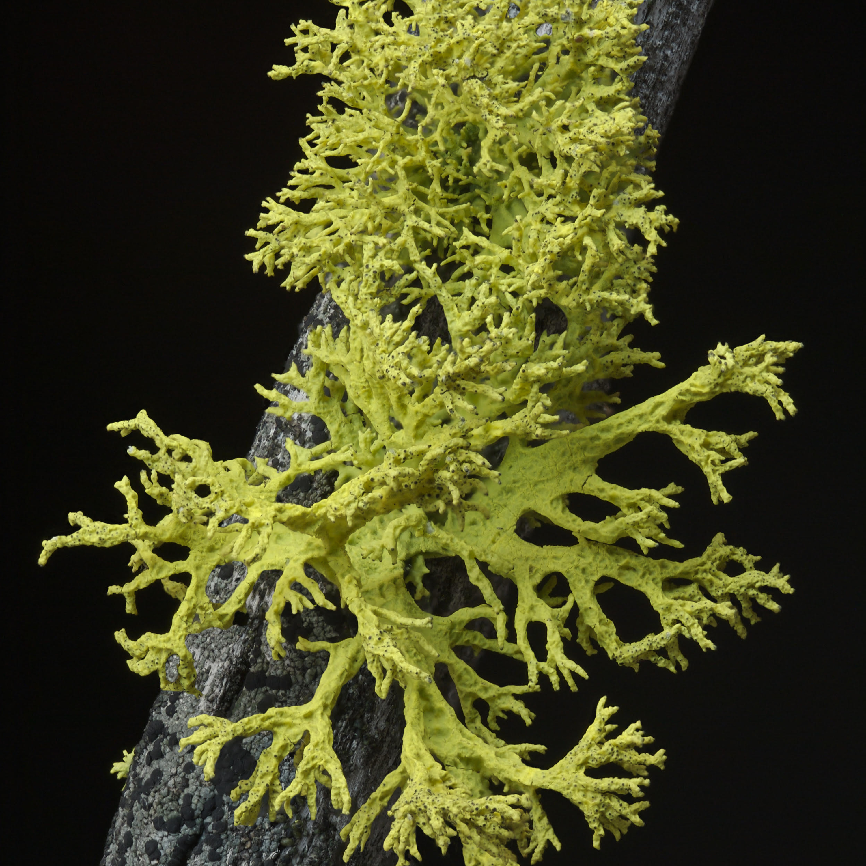 Wolf Lichen: It's not a Harry Potter spell...it's Letharia Vulpina  episode artwork