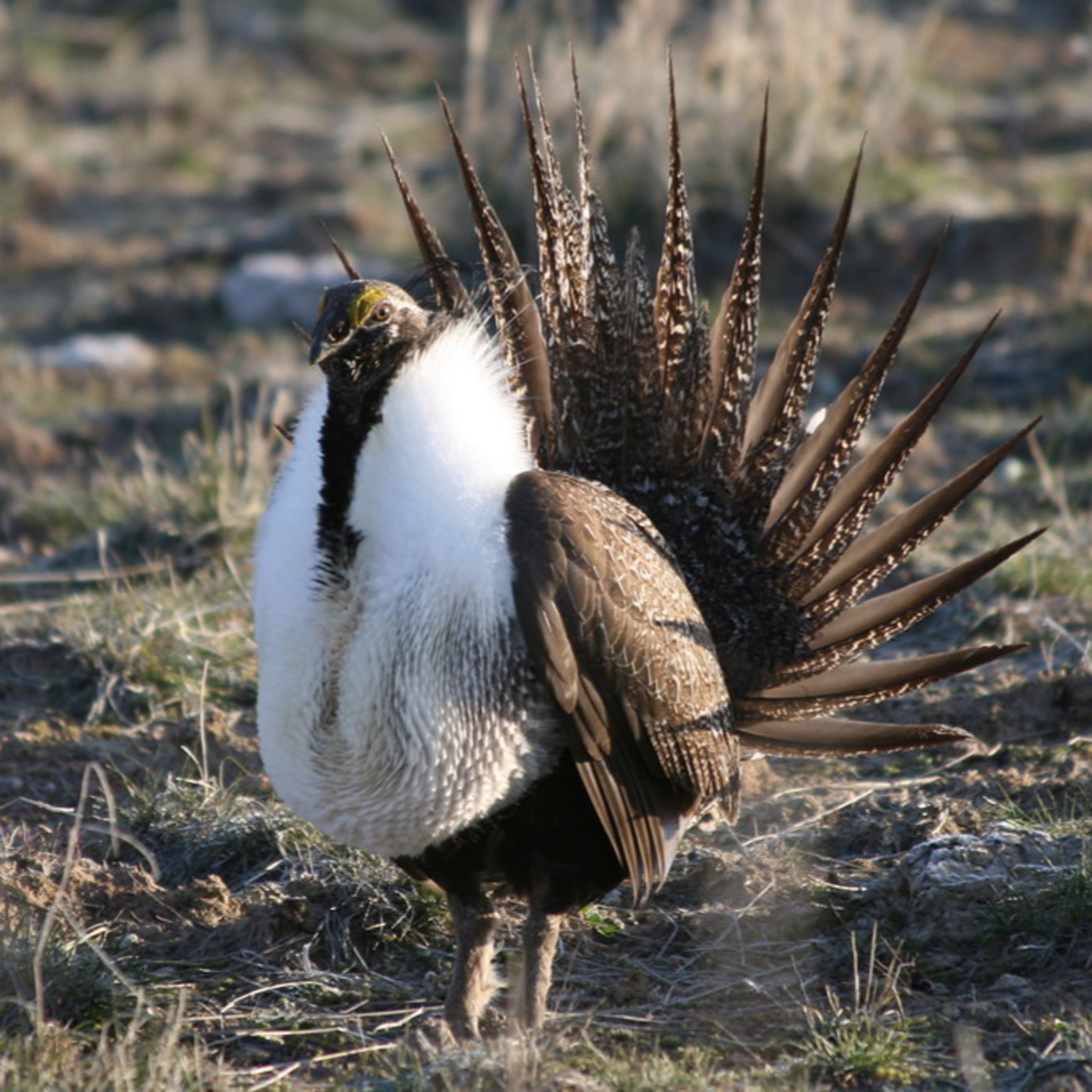 Guardian of the Sagebrush: Understanding the Greater Sage Grouse episode artwork