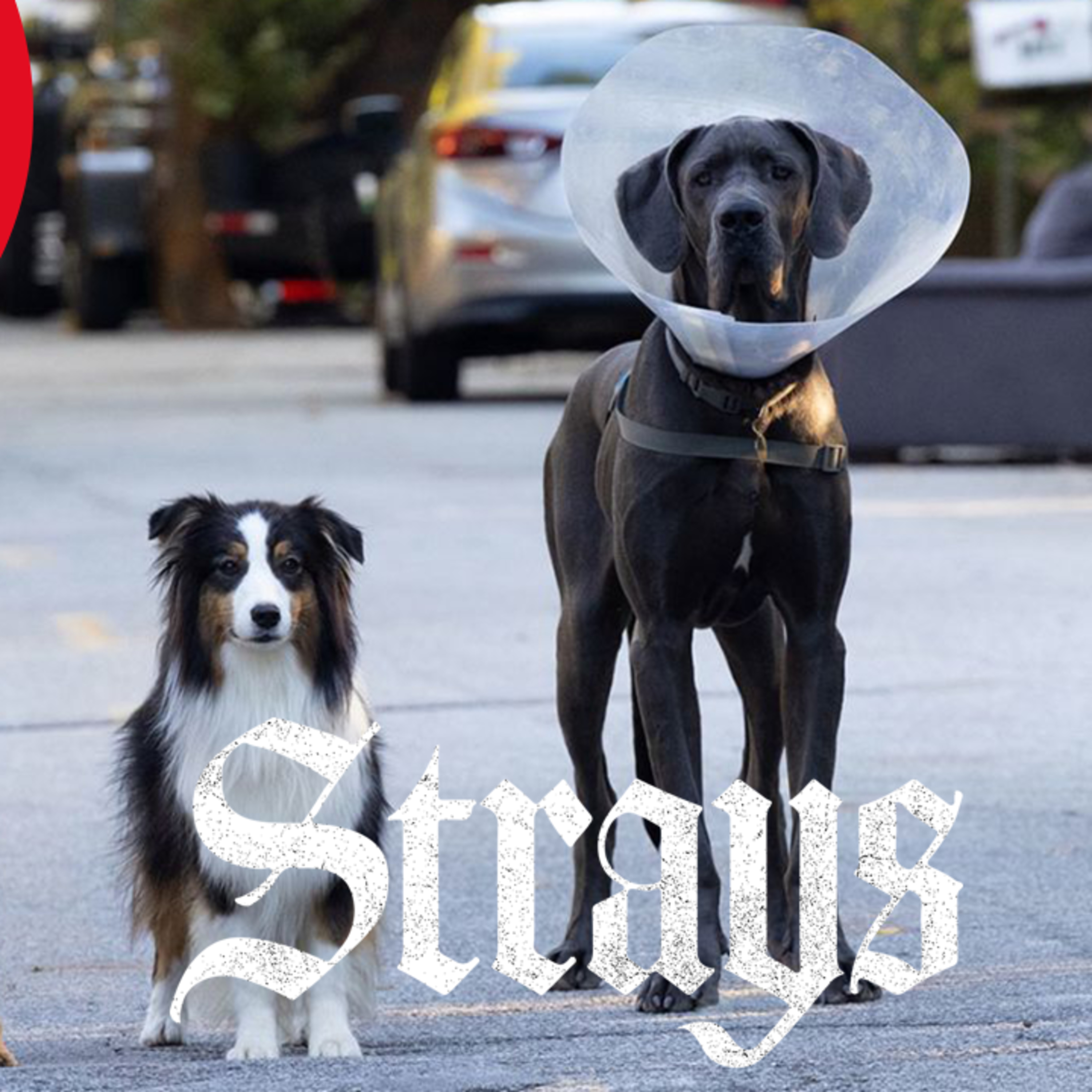 WHO LET THIS MOVIE OUT | STRAYS MOVIE REVIEW | THE AFTERNOON TUNE episode artwork