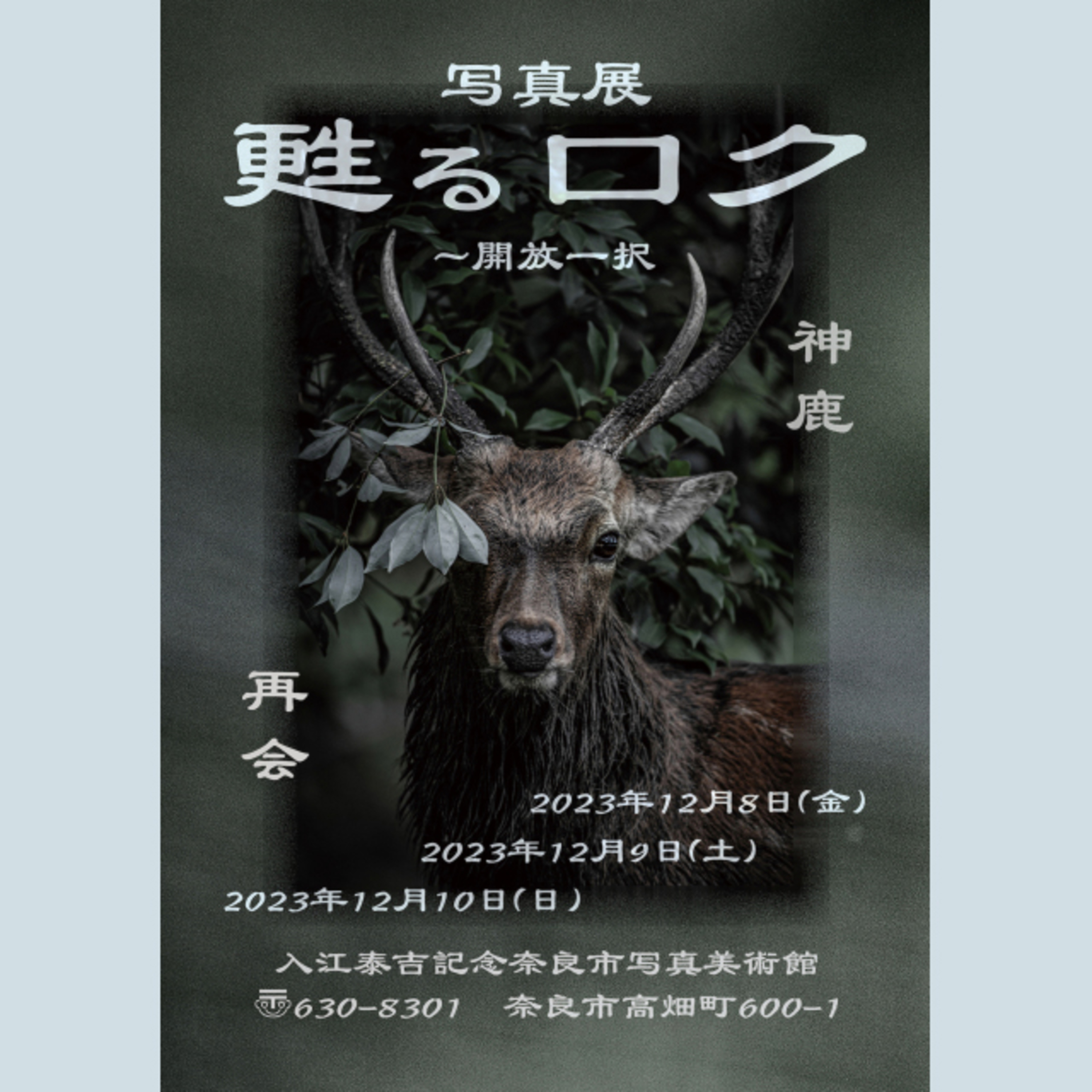 奈良公園の人気鹿ロクさんの写真展『甦るロク～開放一択』開催中！ episode artwork