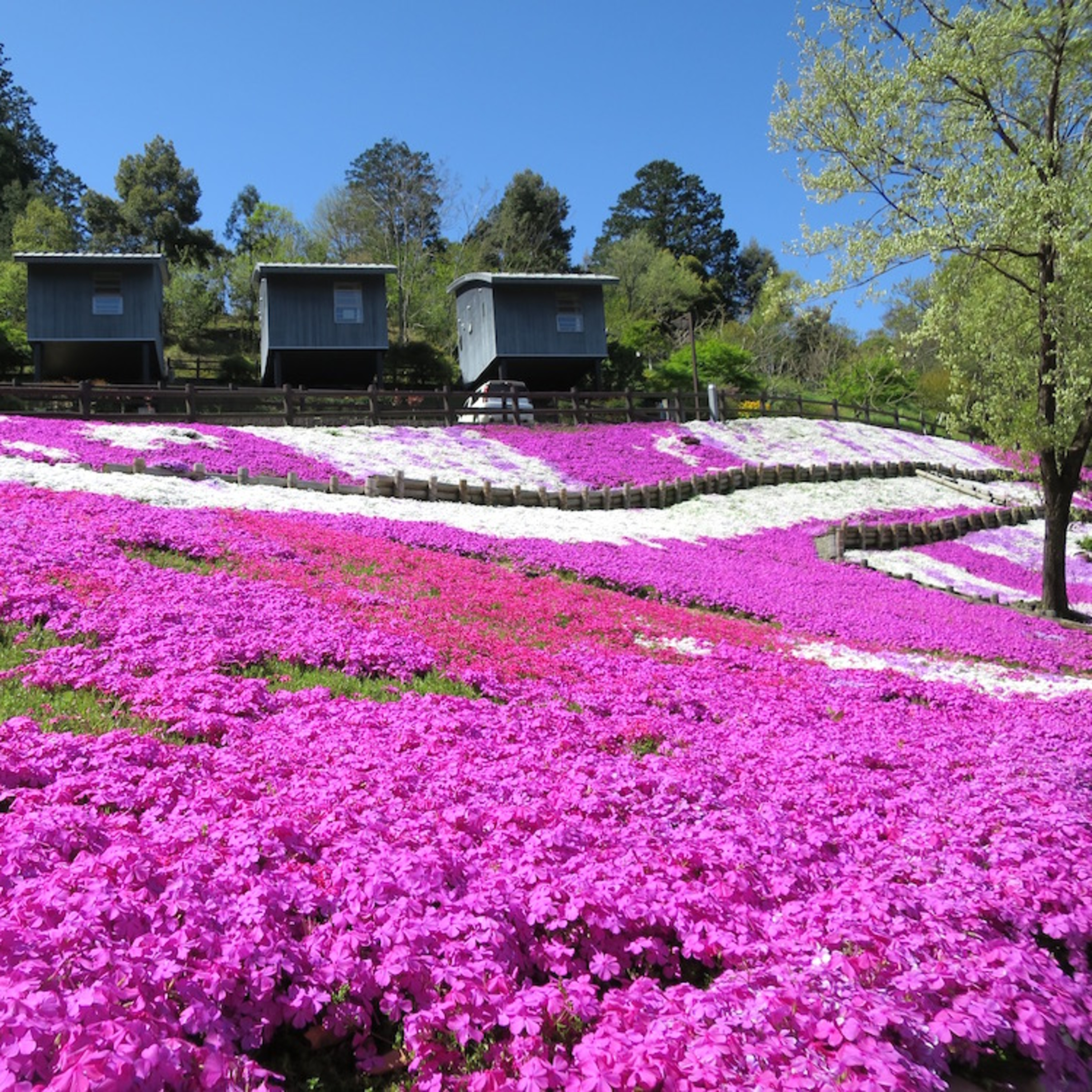 芝桜・奈良公園の浮見堂がロケ地に・達磨寺で「わんわん稚児行列」・他 episode artwork