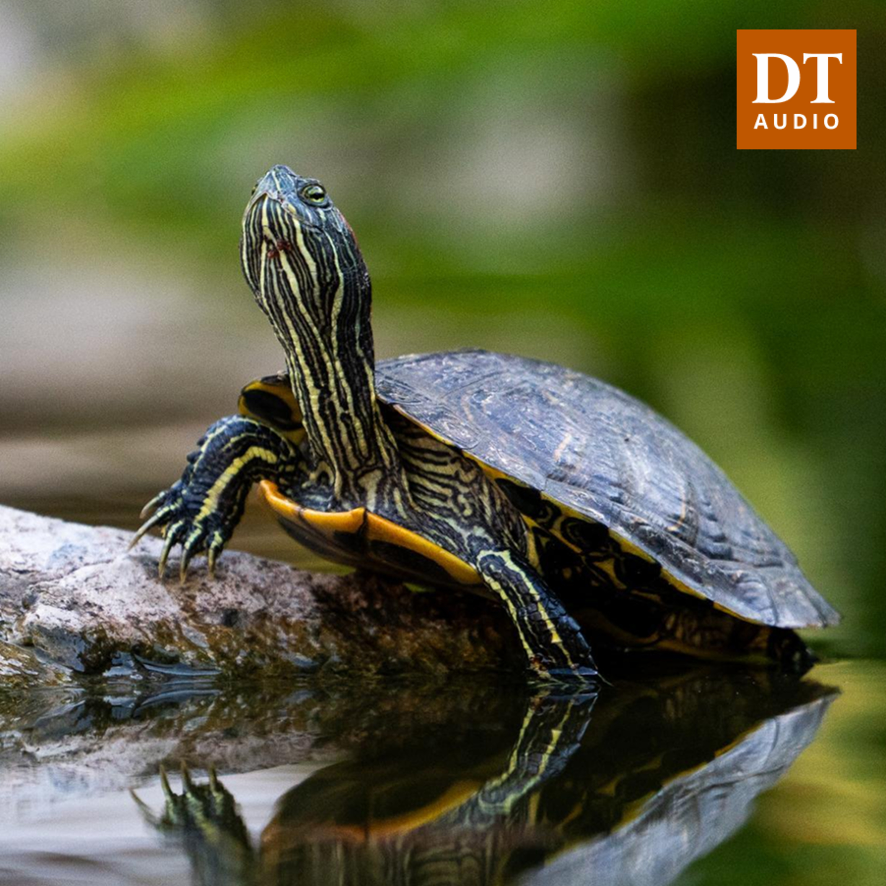 Beneath the surface: A dive into the research at UT's turtle pond episode artwork