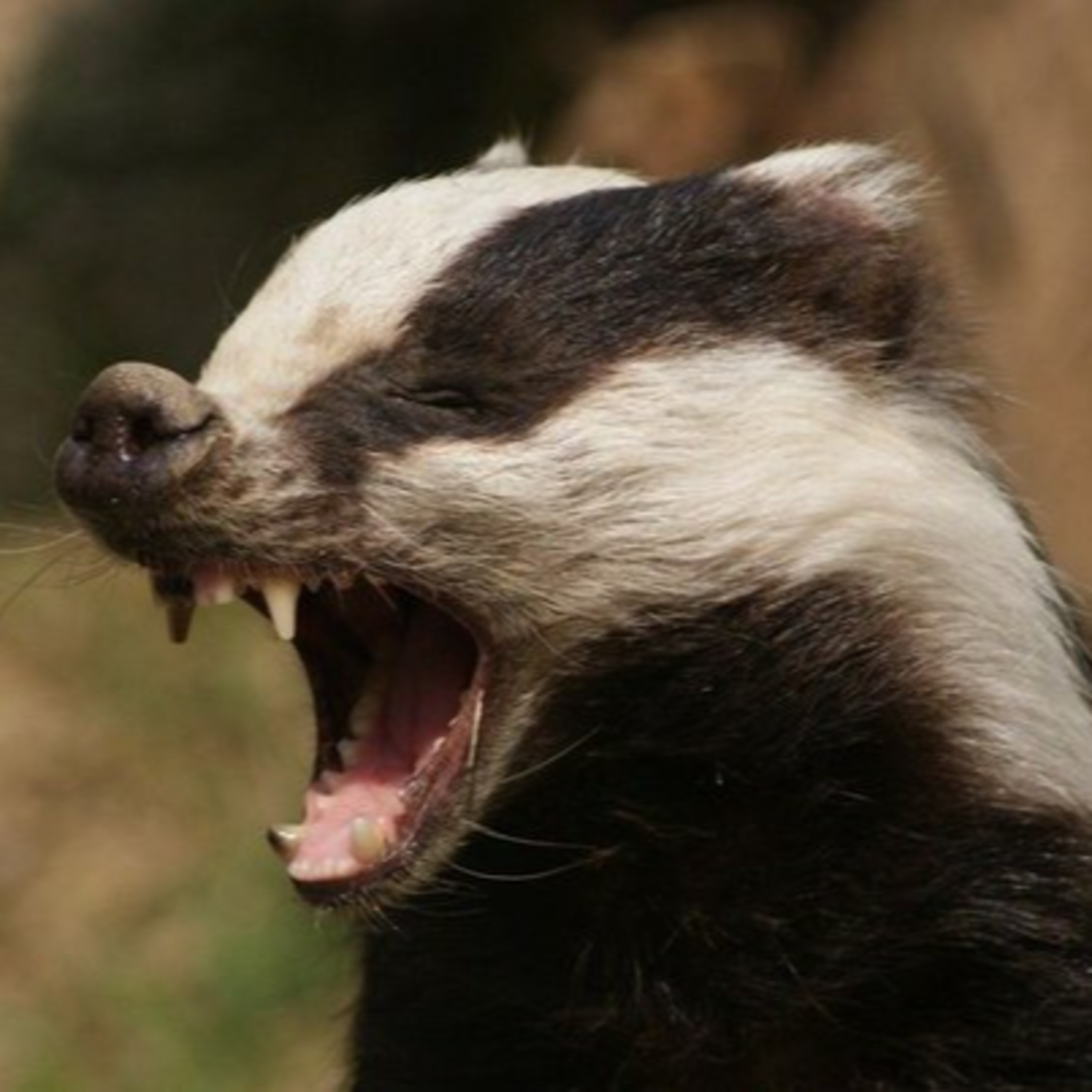 Testing Room's D&D Episode 12 - Dire Badger Don't Give a F@#$ episode artwork