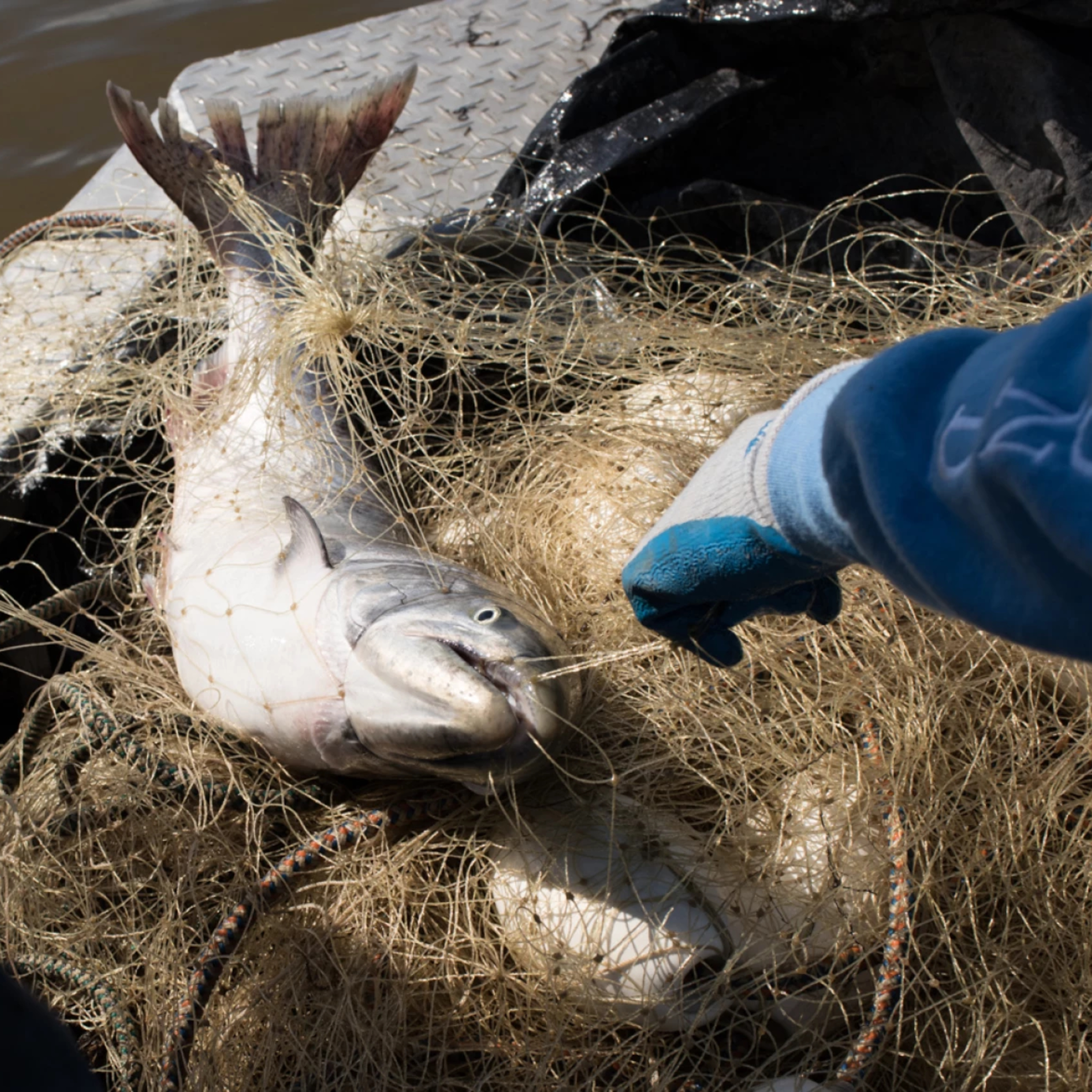 The Alaska Fisheries Report from KMXT