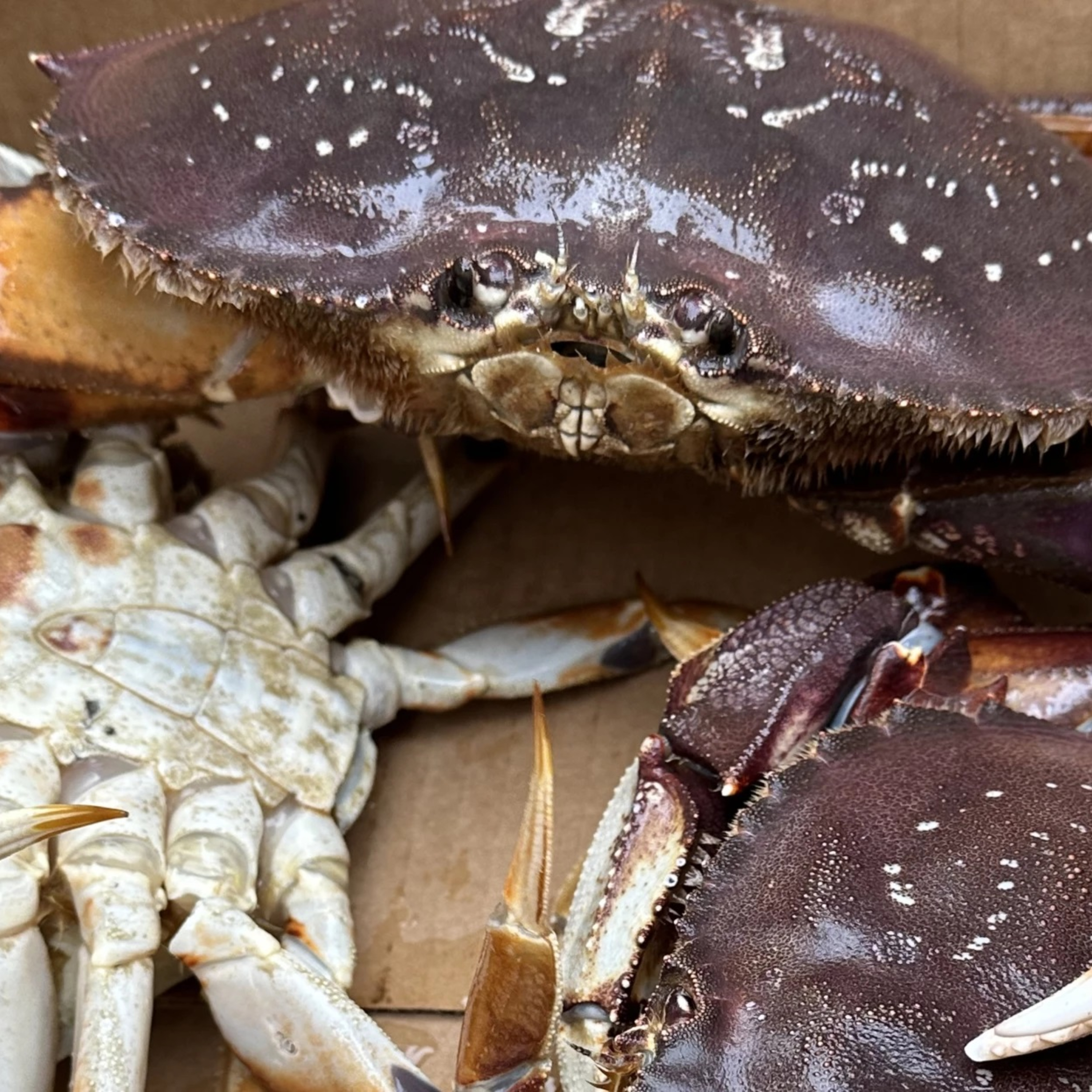 The Alaska Fisheries Report from KMXT