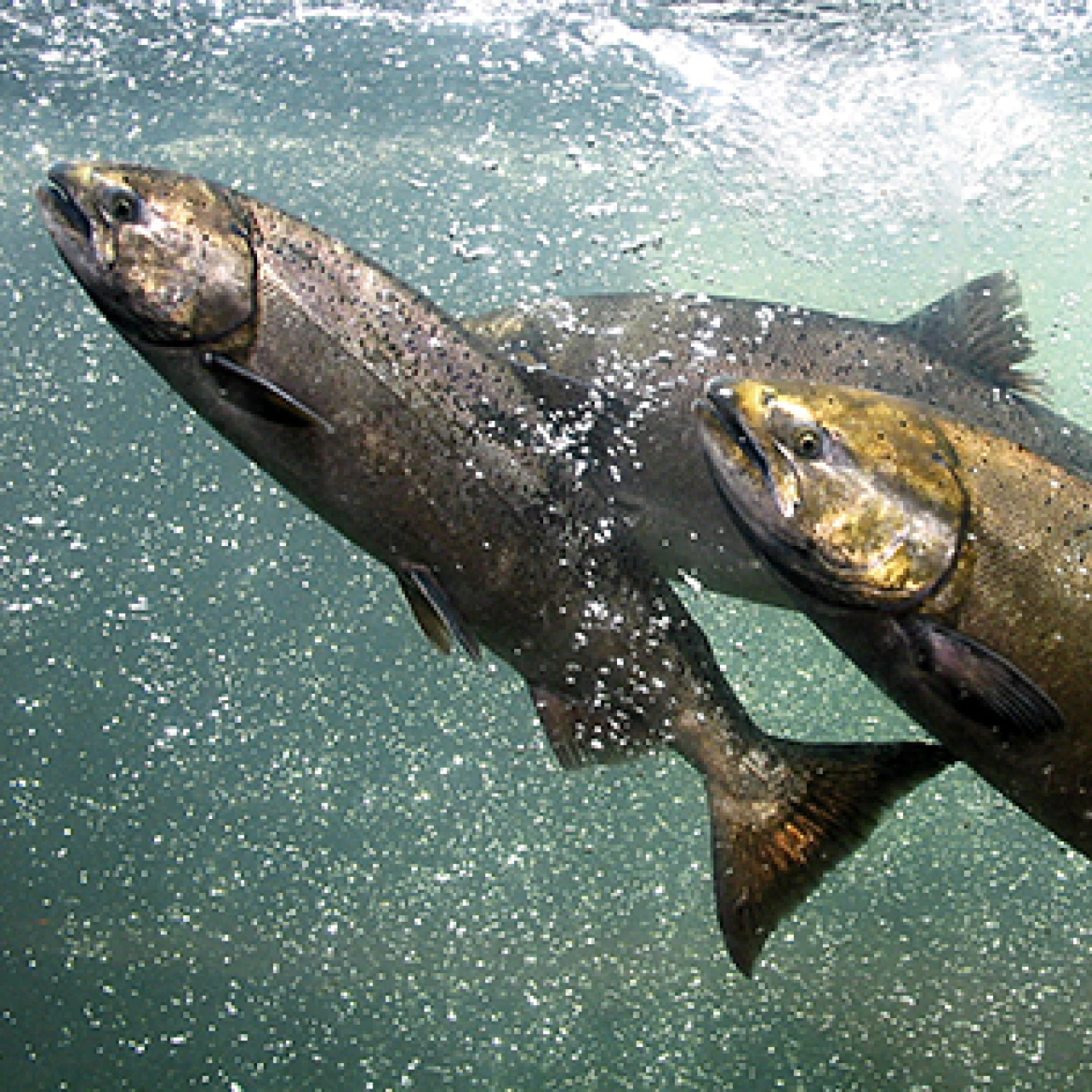 The Alaska Fisheries Report from KMXT