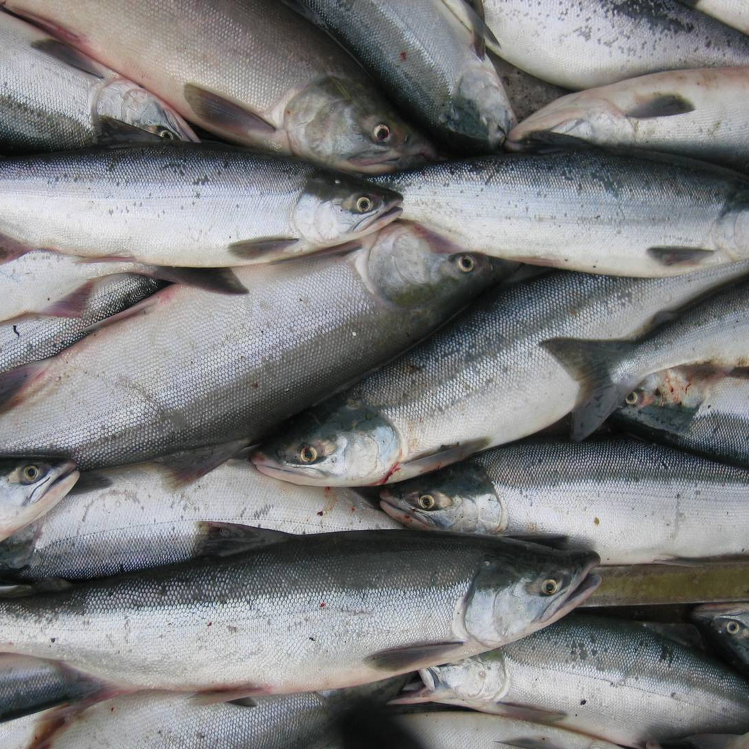 The Alaska Fisheries Report from KMXT