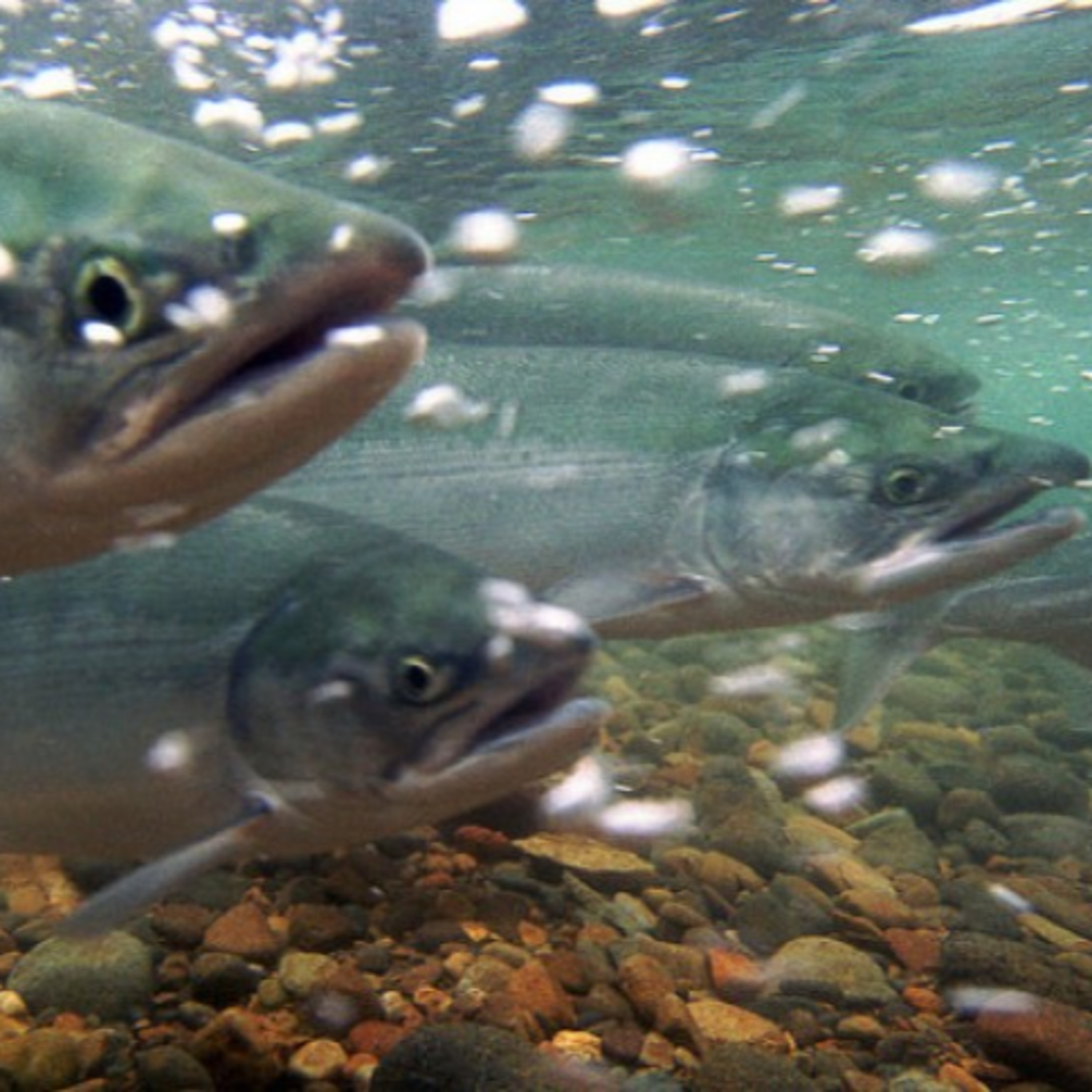 The Alaska Fisheries Report from KMXT