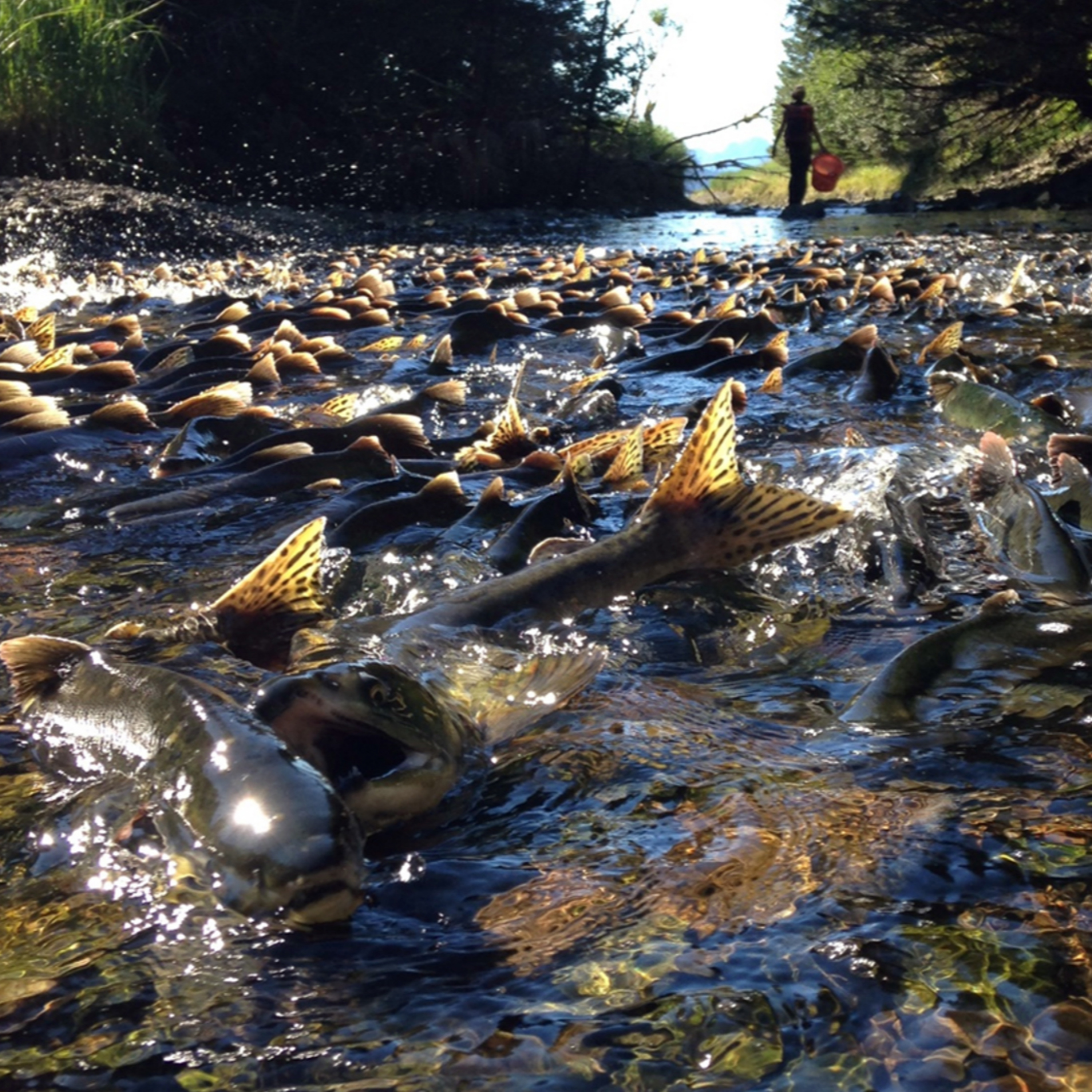The Alaska Fisheries Report from KMXT